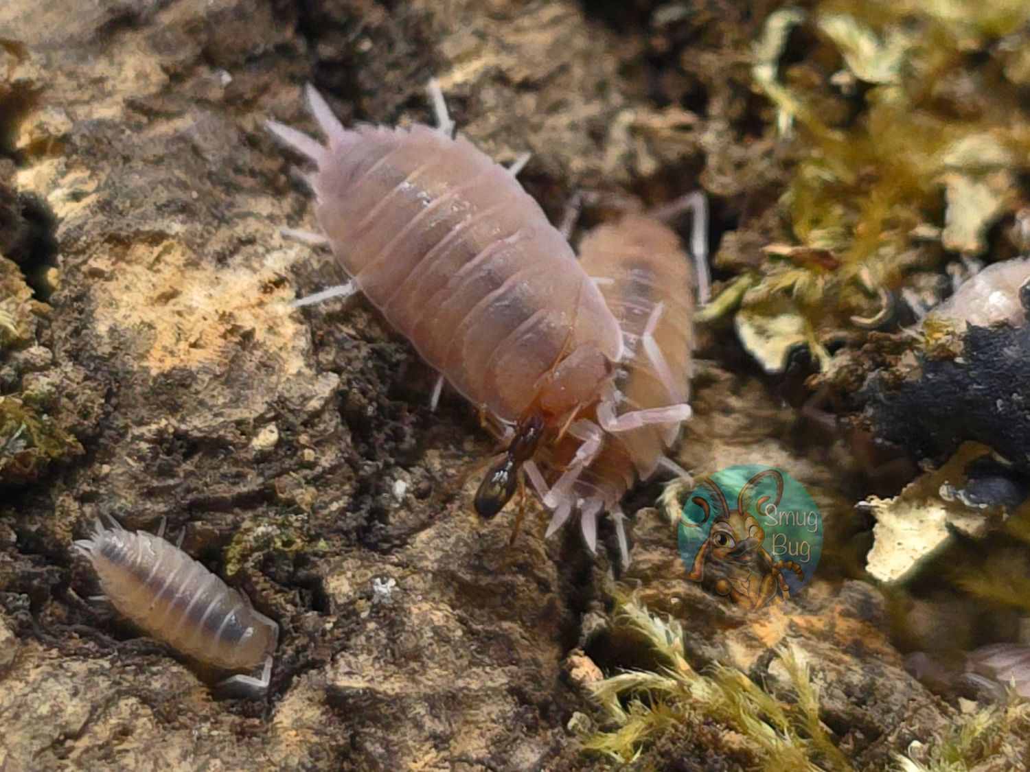 Porcellionides pruinosus "Baby Powder"