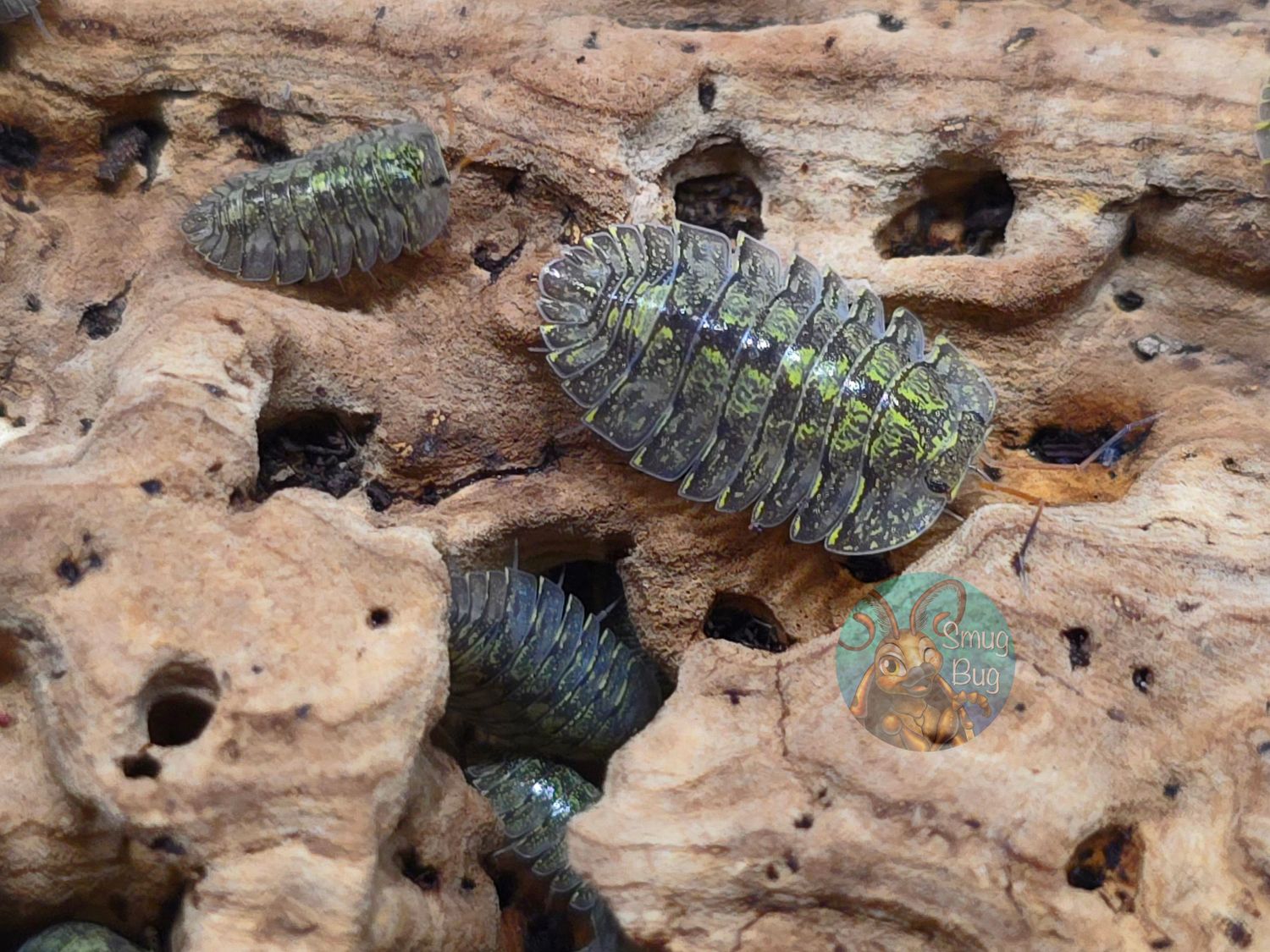 Troglodillo sp. "Green Spot"