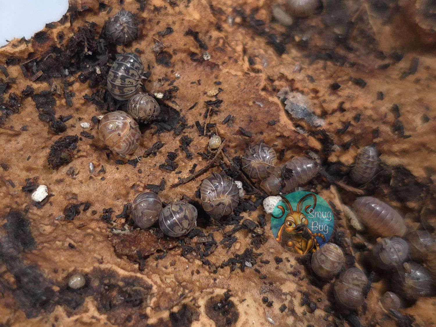 Venezillo parvus "Black Point"