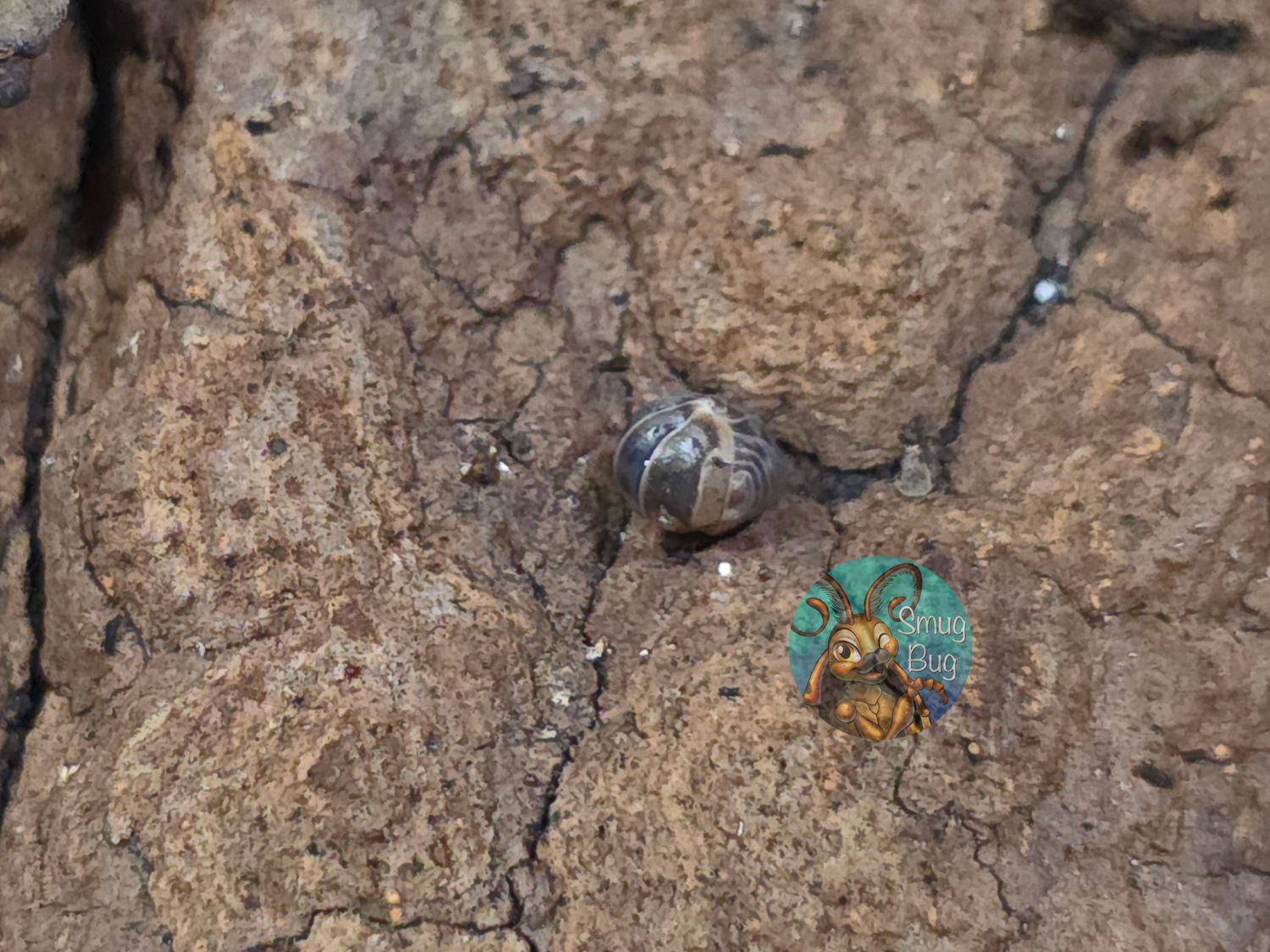 Venezillo parvus "Ducky Face"