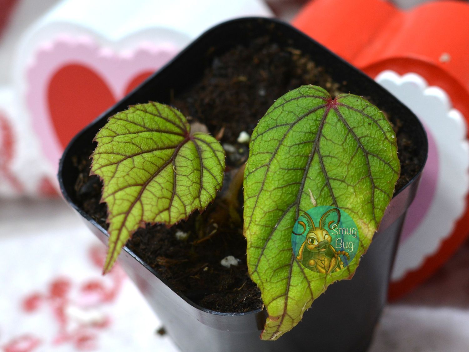 Begonia abdullahpieei