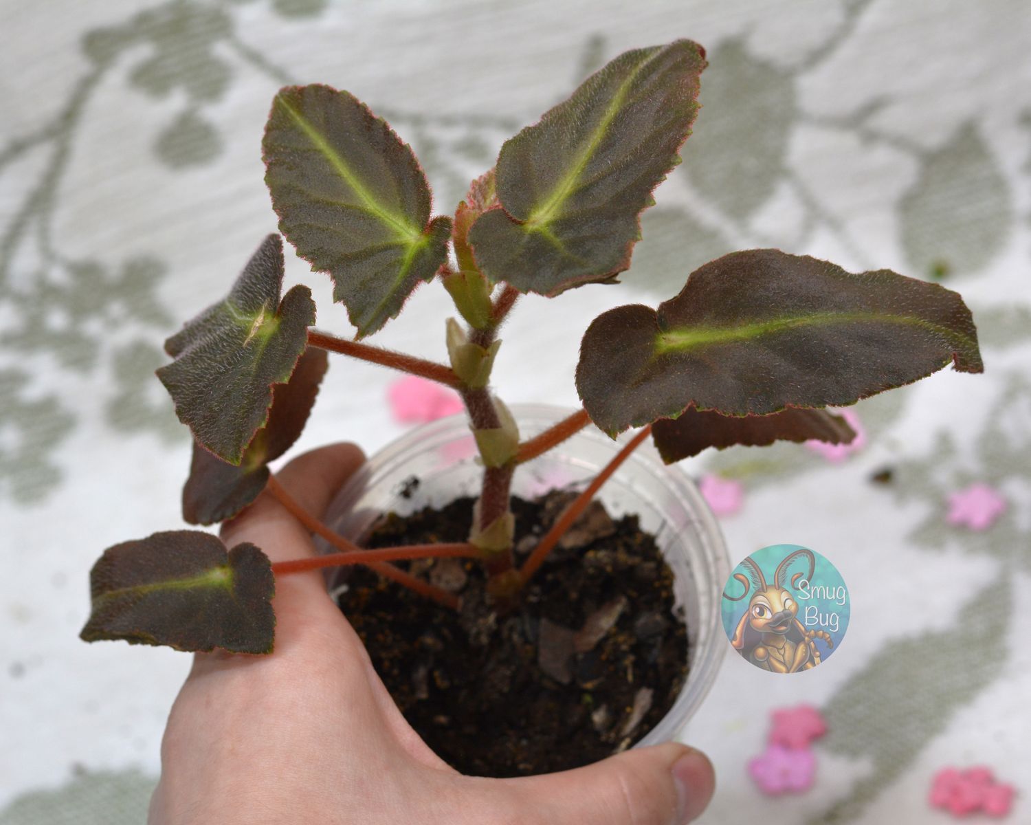 Begonia listada