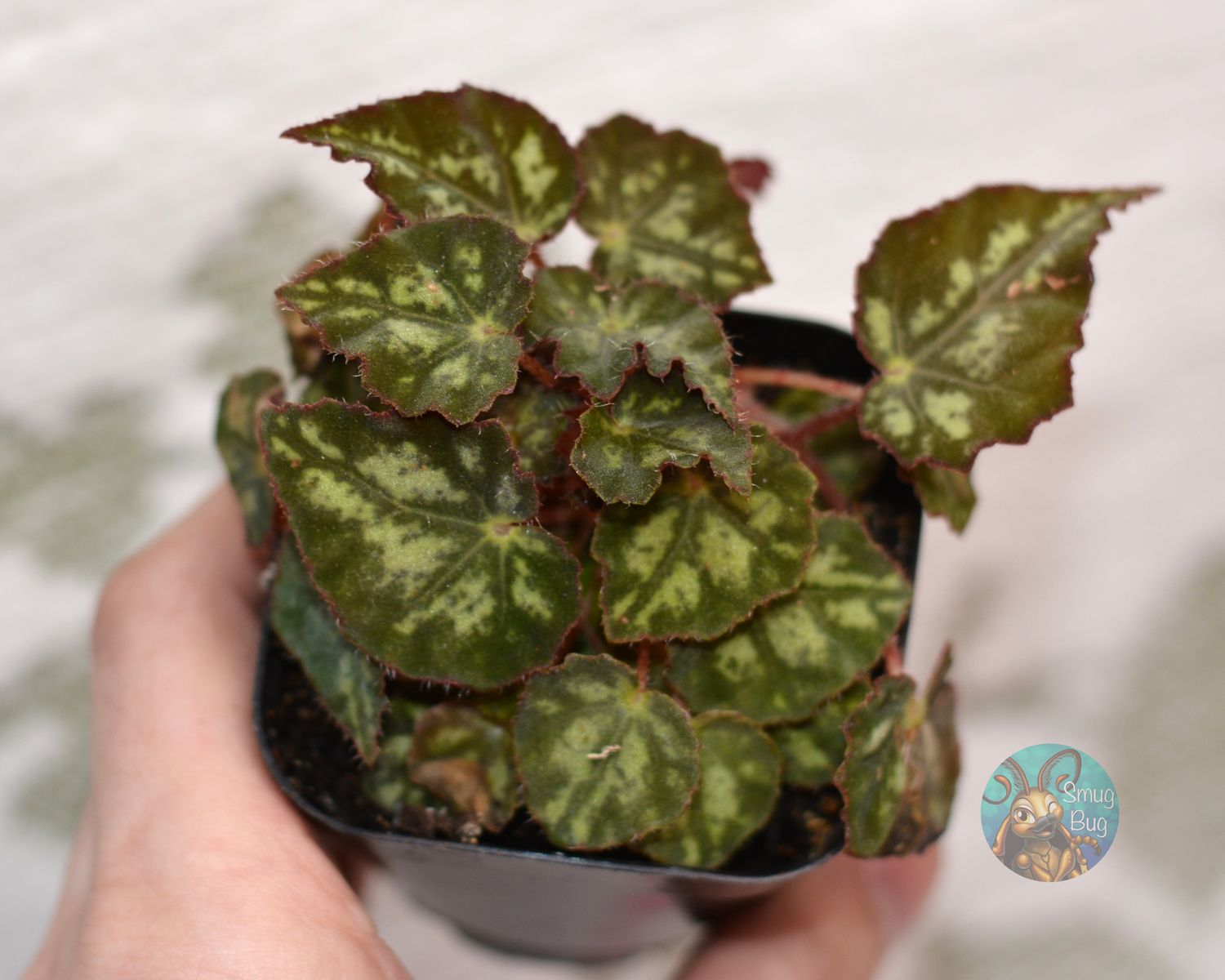 Begonia 'Mini Me'