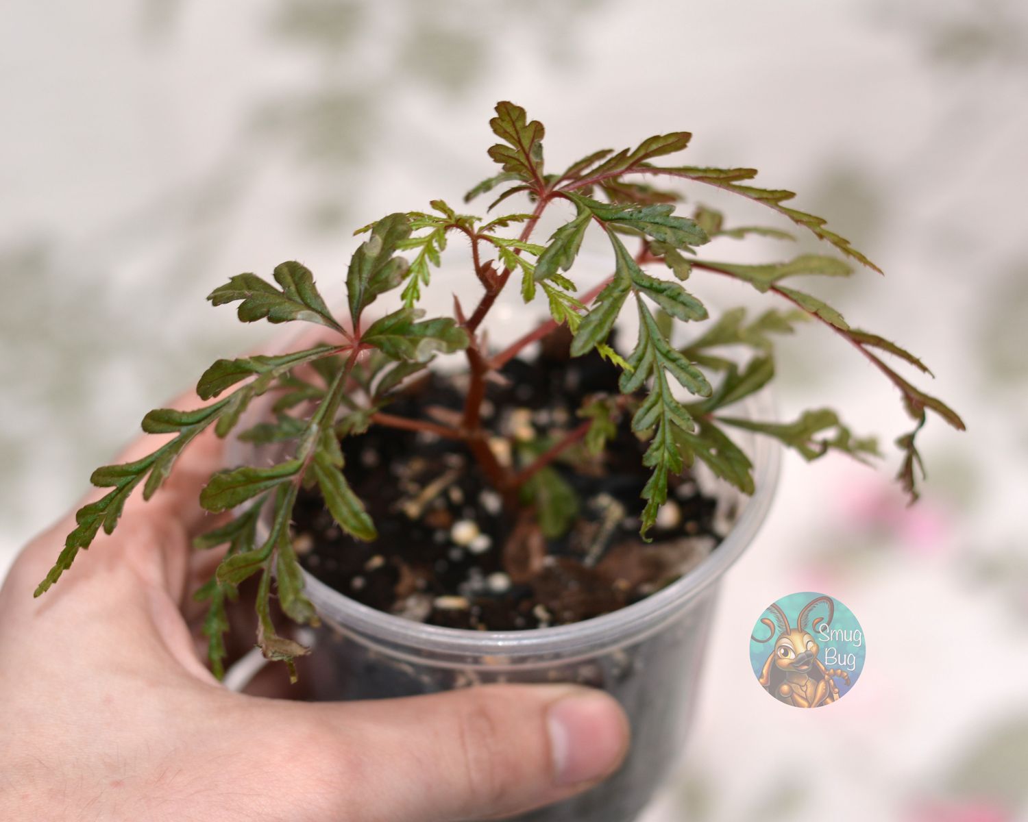 Begonia polilloensis