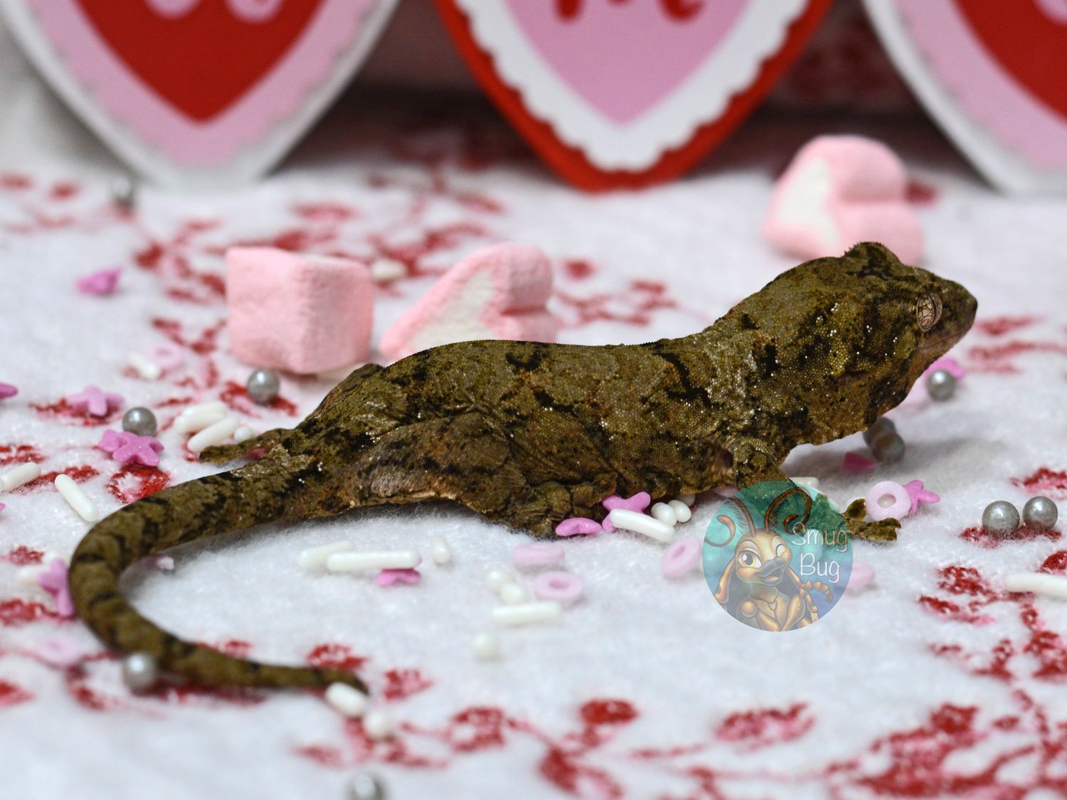 "Barn Owl", Juvenile Male Pine Island Chahoua Gecko