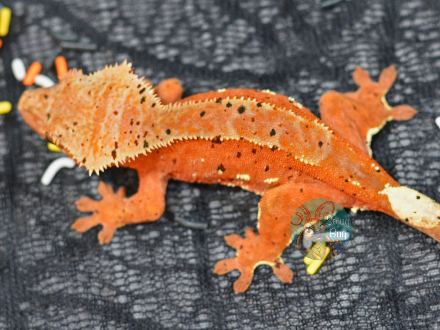 "Hoary Puffleg" Red Based Dalmatian with Portholes Near RTB Female Crested Gecko