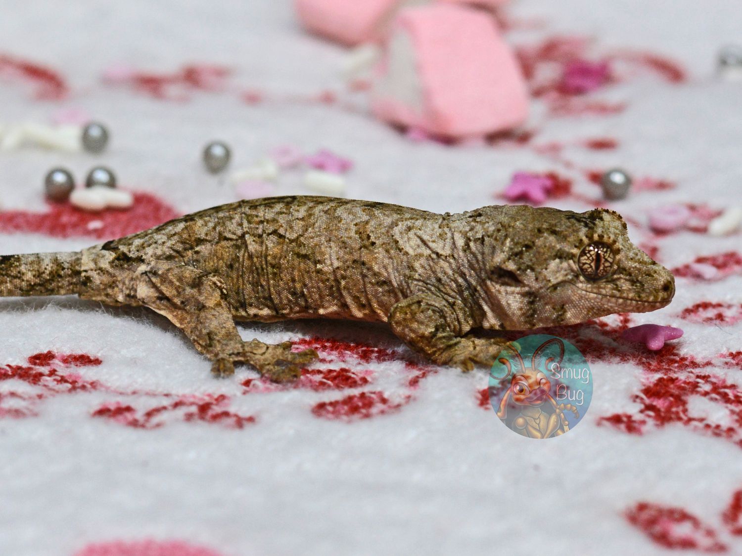 "Crimson Rosella" Probable Female Light Based White Collar Chahoua Gecko