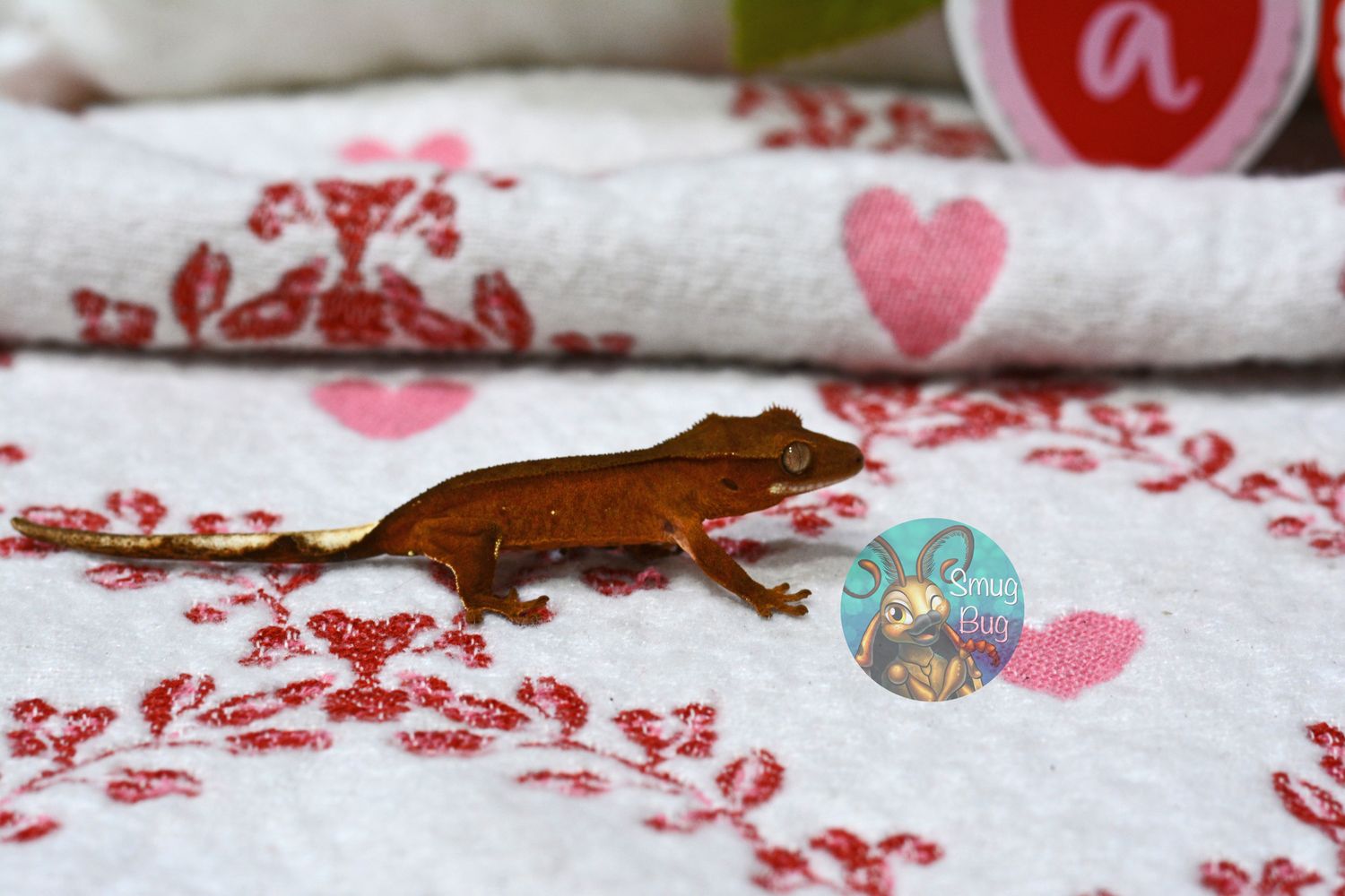 "Blue Jay" Red phantom juvenile possible female crested gecko