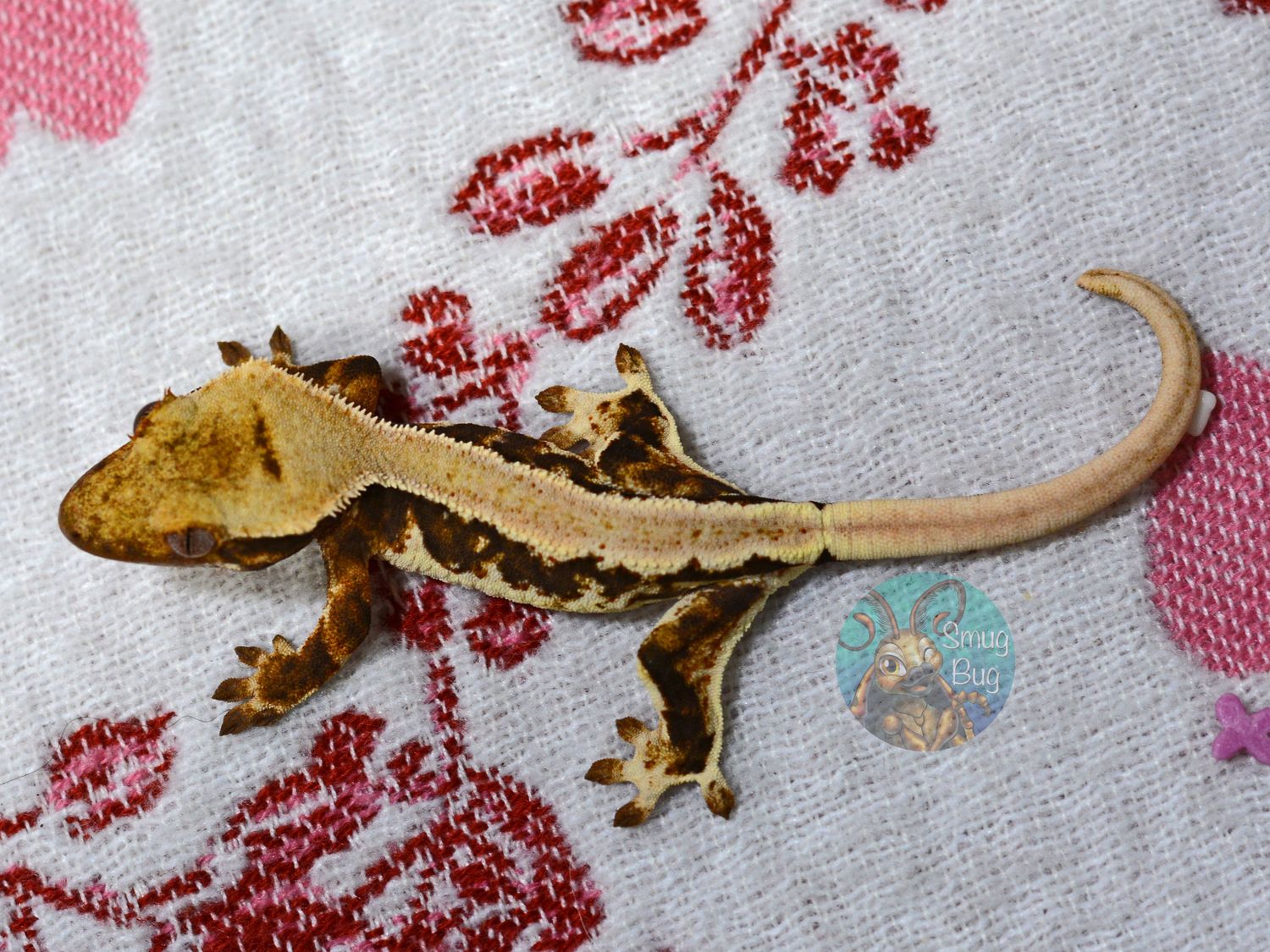 "Burrowing Owl" Dark Based Harlequin Emptyback Lilly White Possible Female Crested Gecko