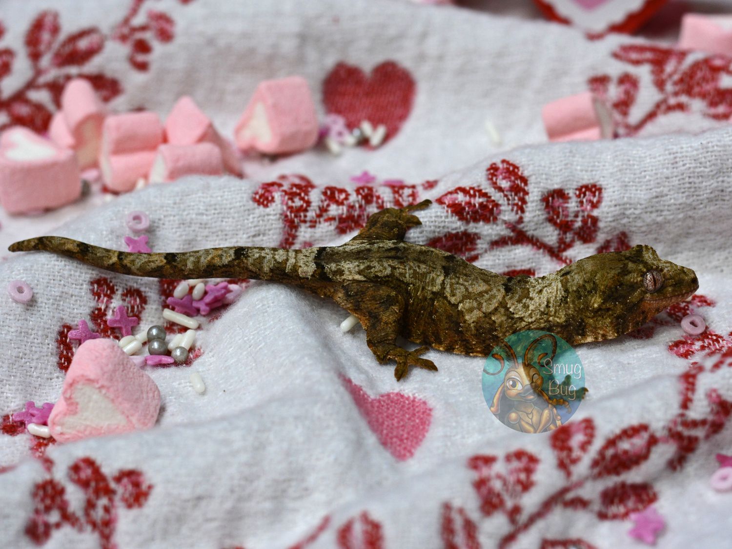 "Bald Eagle" Juvenile Female Pine Island White Collar Chahoua