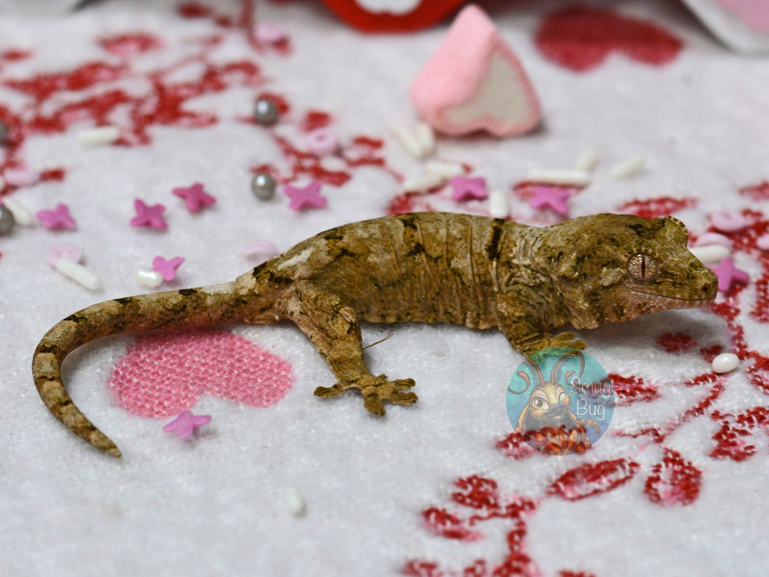 "Nukupuu" Probable Female Light Based White Collar Chahoua Gecko