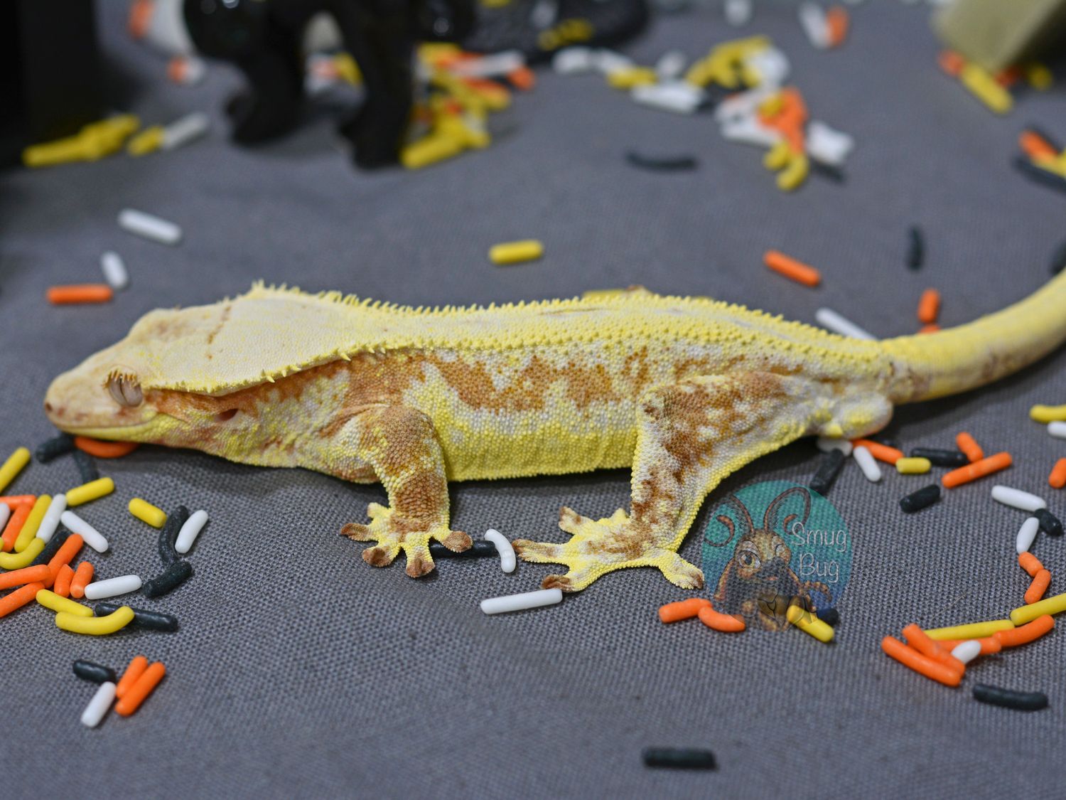"Astonomer" RTB Male Yellow Lilly white Harlequin Pinstripe Crested Gecko