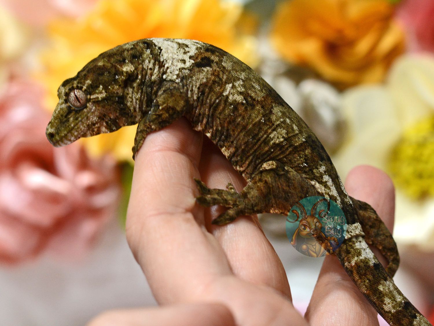 "Eastern Screech Owl" Subadult Female Pine Island White Collar Chahoua