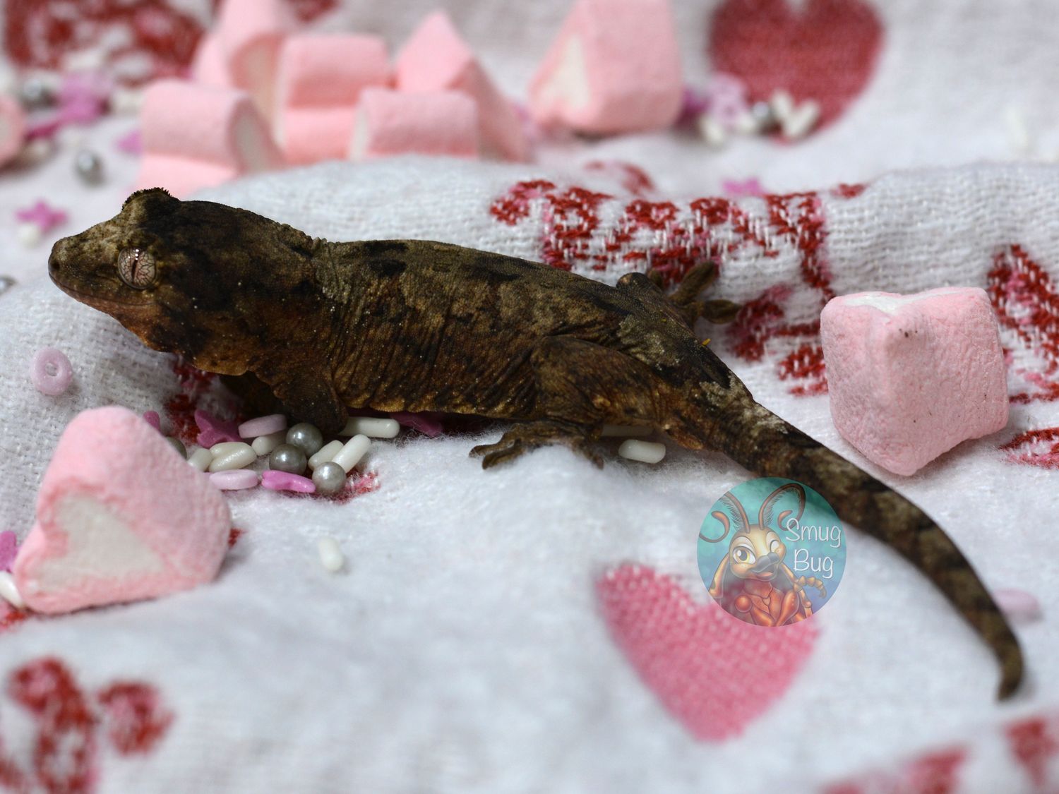 "European Starling" Probable female Pine Island Chahoua Gecko