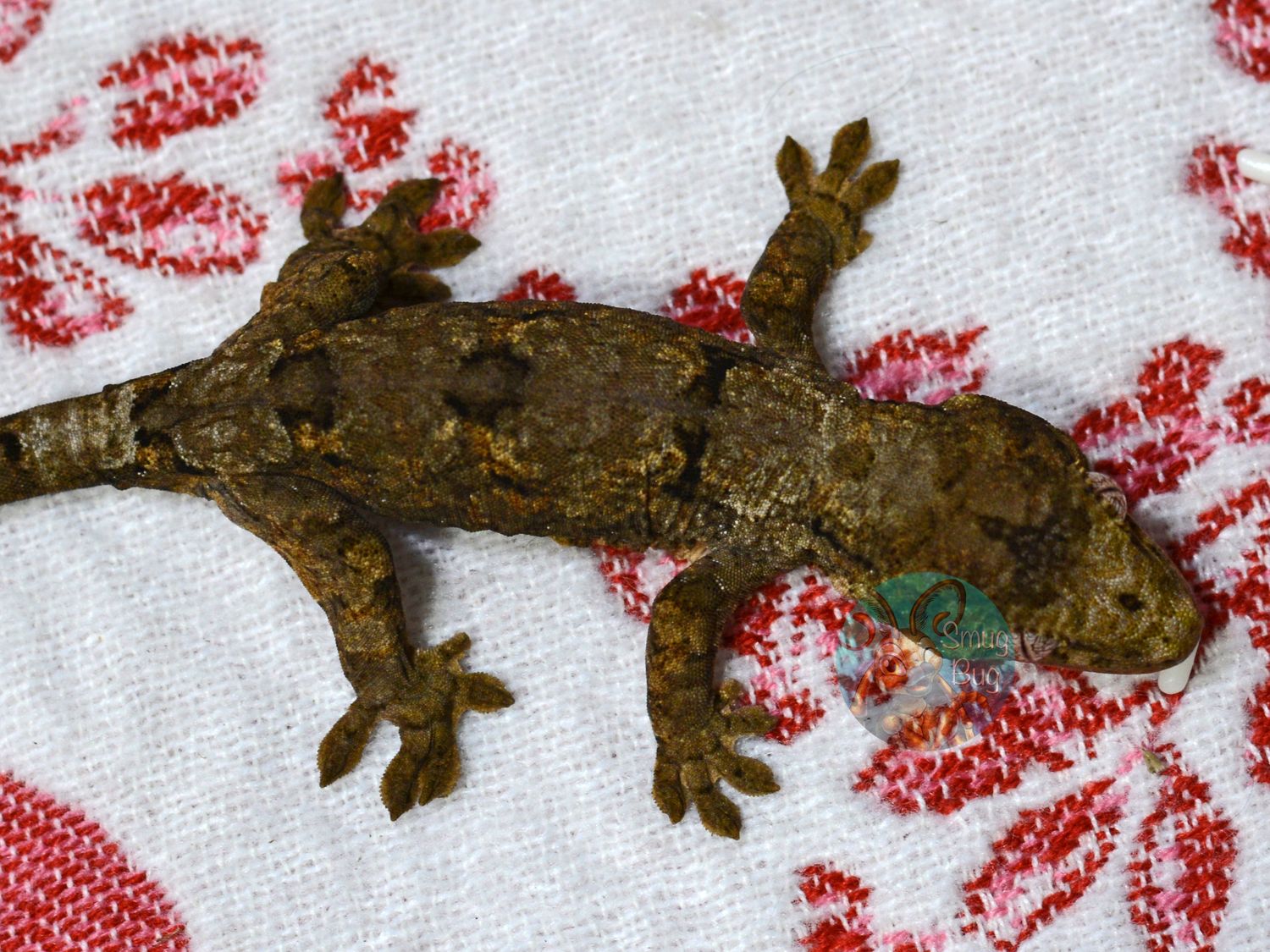 "Satin Bowerbird" Probable male Pine Island Chahoua