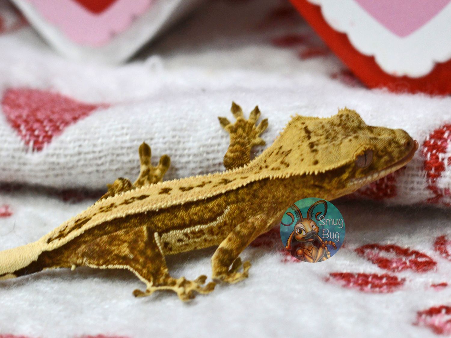 "Gouldian Finch" Yellow quadstriped possible female crested gecko