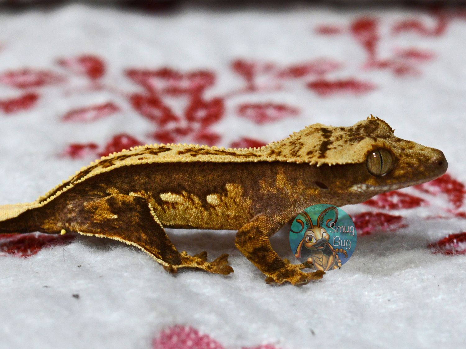 "Great Horned Owl" Dark Pinstripe Portholes Possible Female Crested Gecko