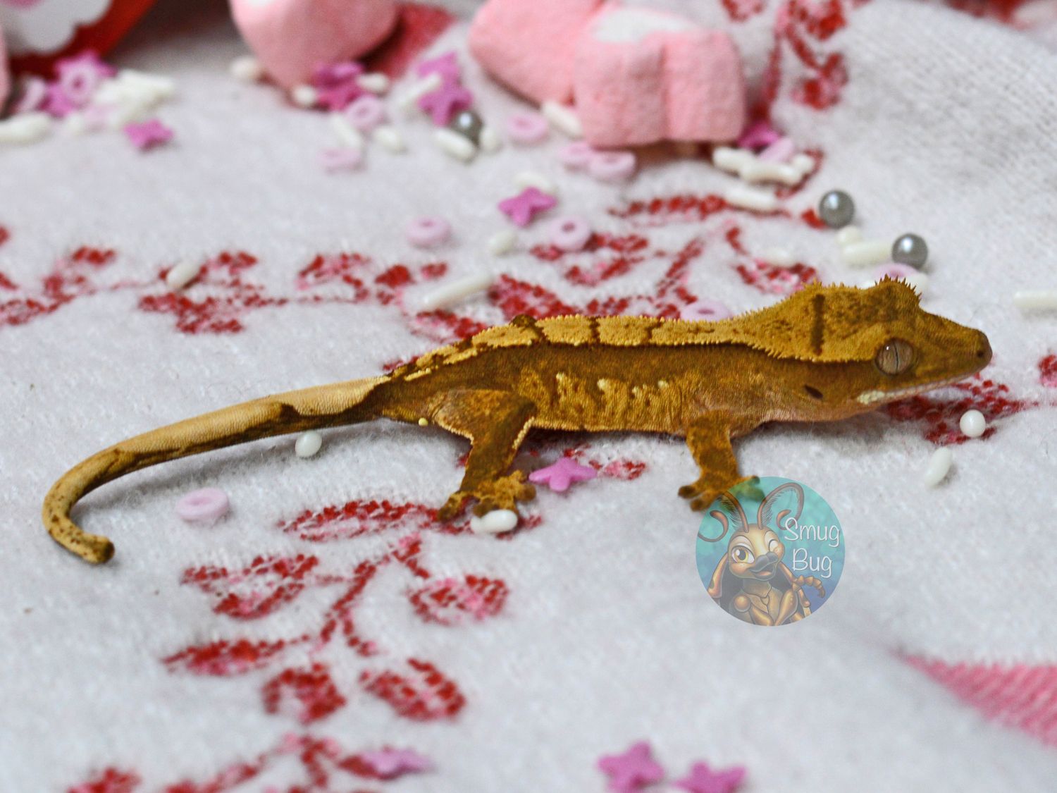 "Hooded Robin" Red based Harlequin brindle possible female Crested Gecko