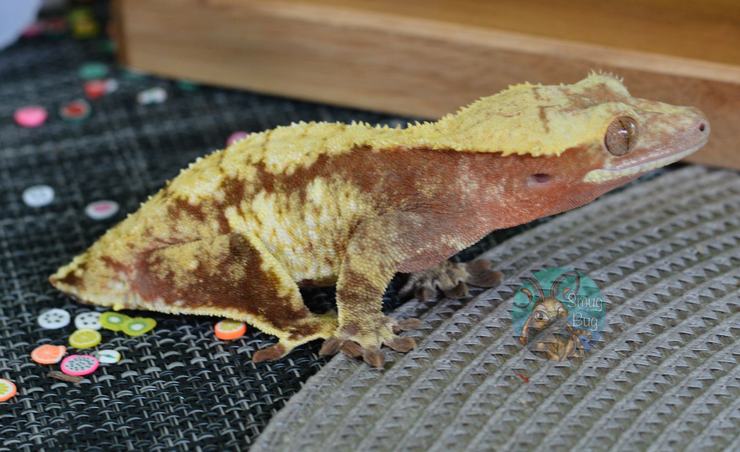 "Ivy" Red Harlequin Brindle Proven Female Crested Gecko