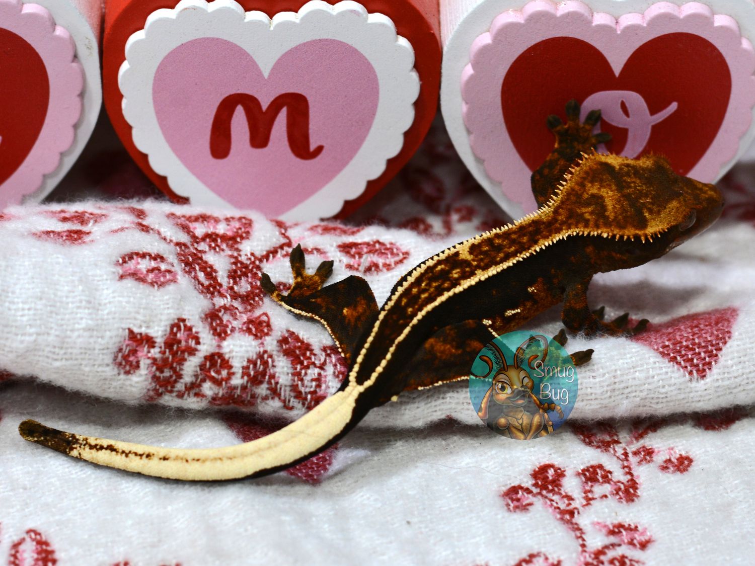 "Horned Grebe" Dark based Pinstripe Softscale with Portholes Crested Gecko