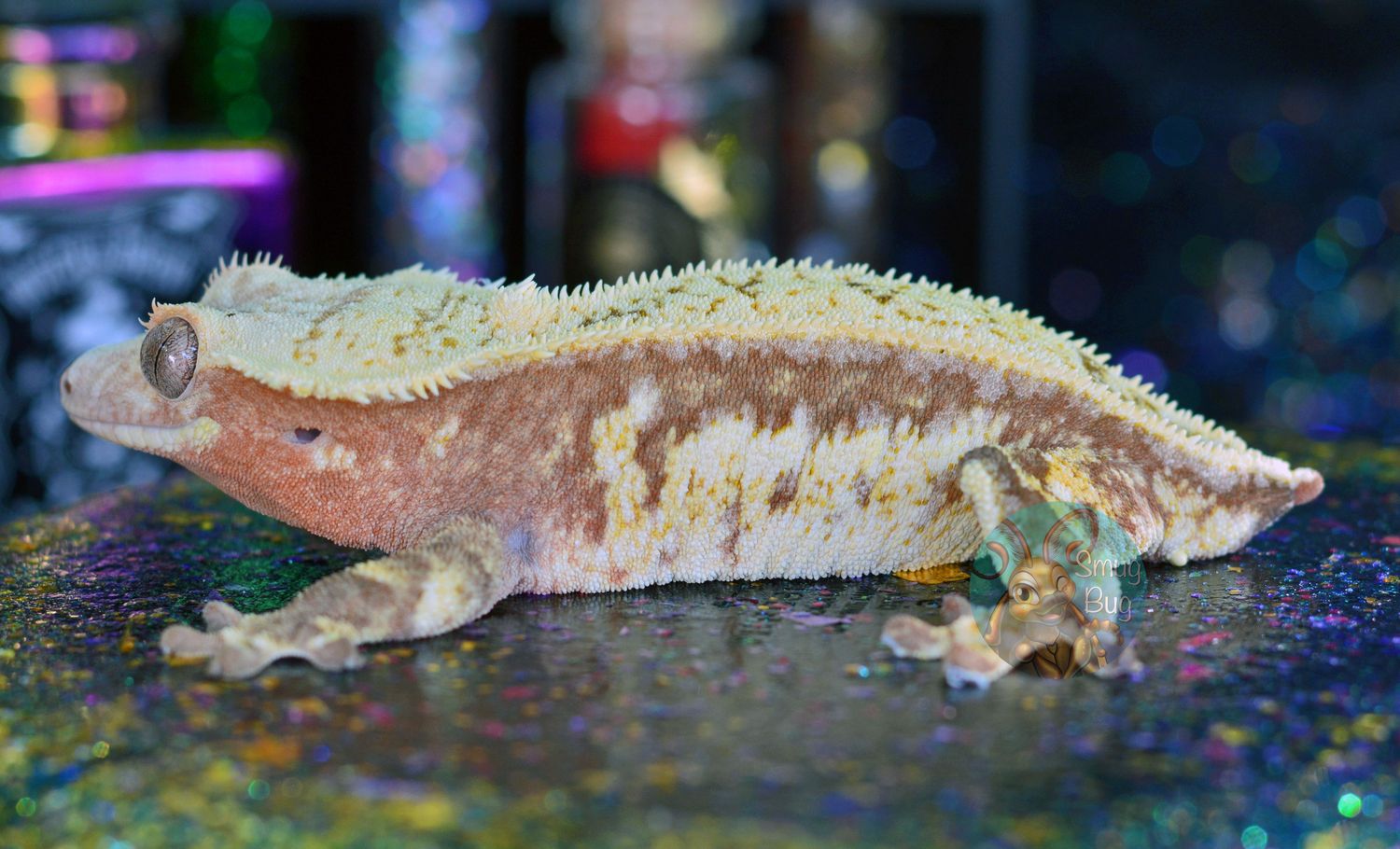 "King Cone" Red Harlequin Pinstripe Proven Female Crested Gecko