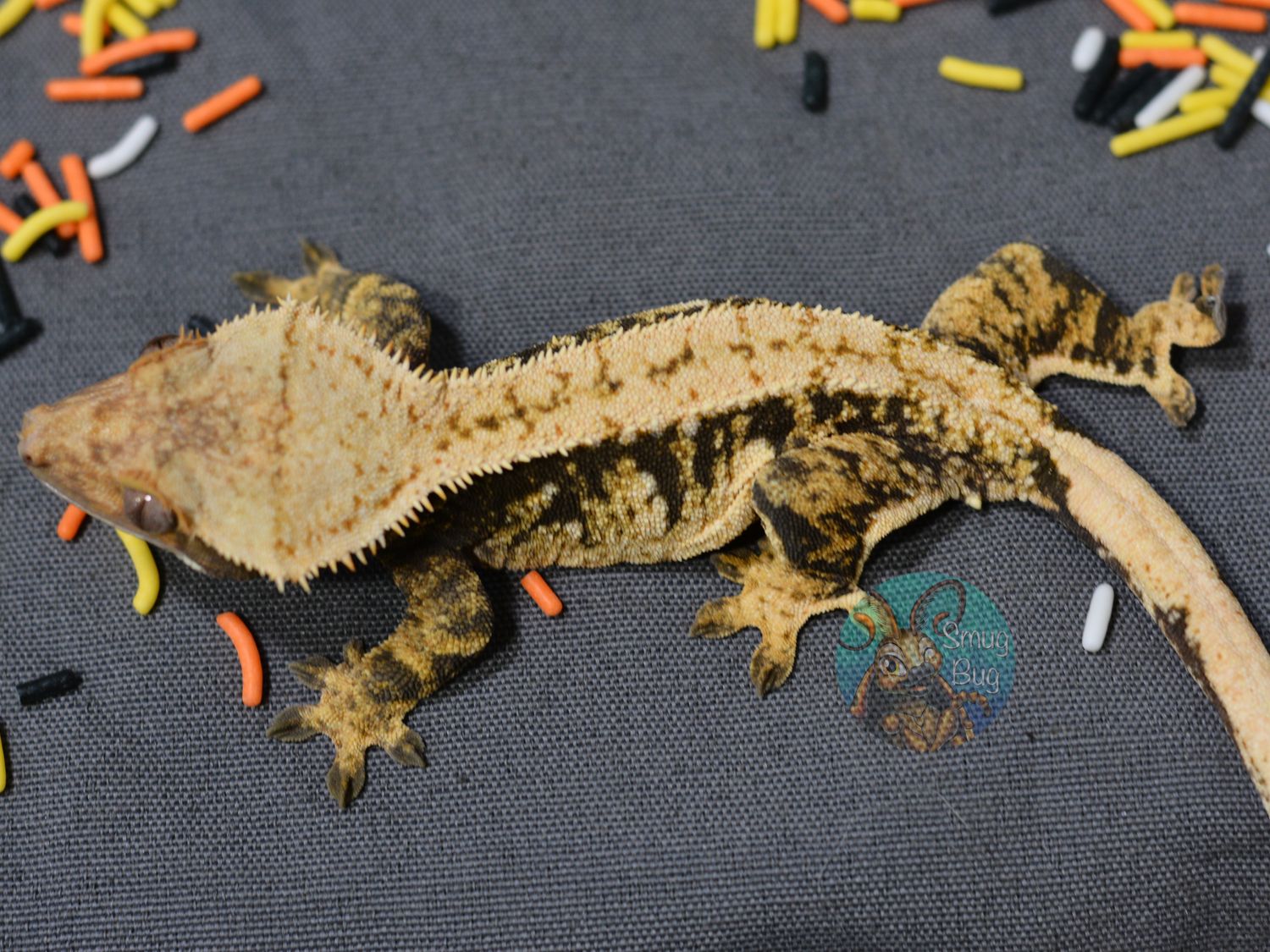 "Mentally Ill Houseplant" Dark Based Harlequin Brindle Adult Female Crested Gecko