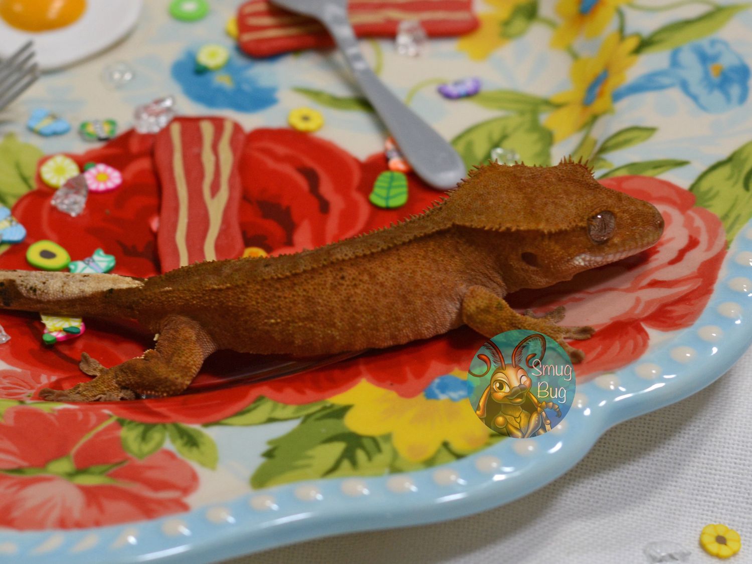 "Lemme Smash" Red Phantom Male Crested Gecko