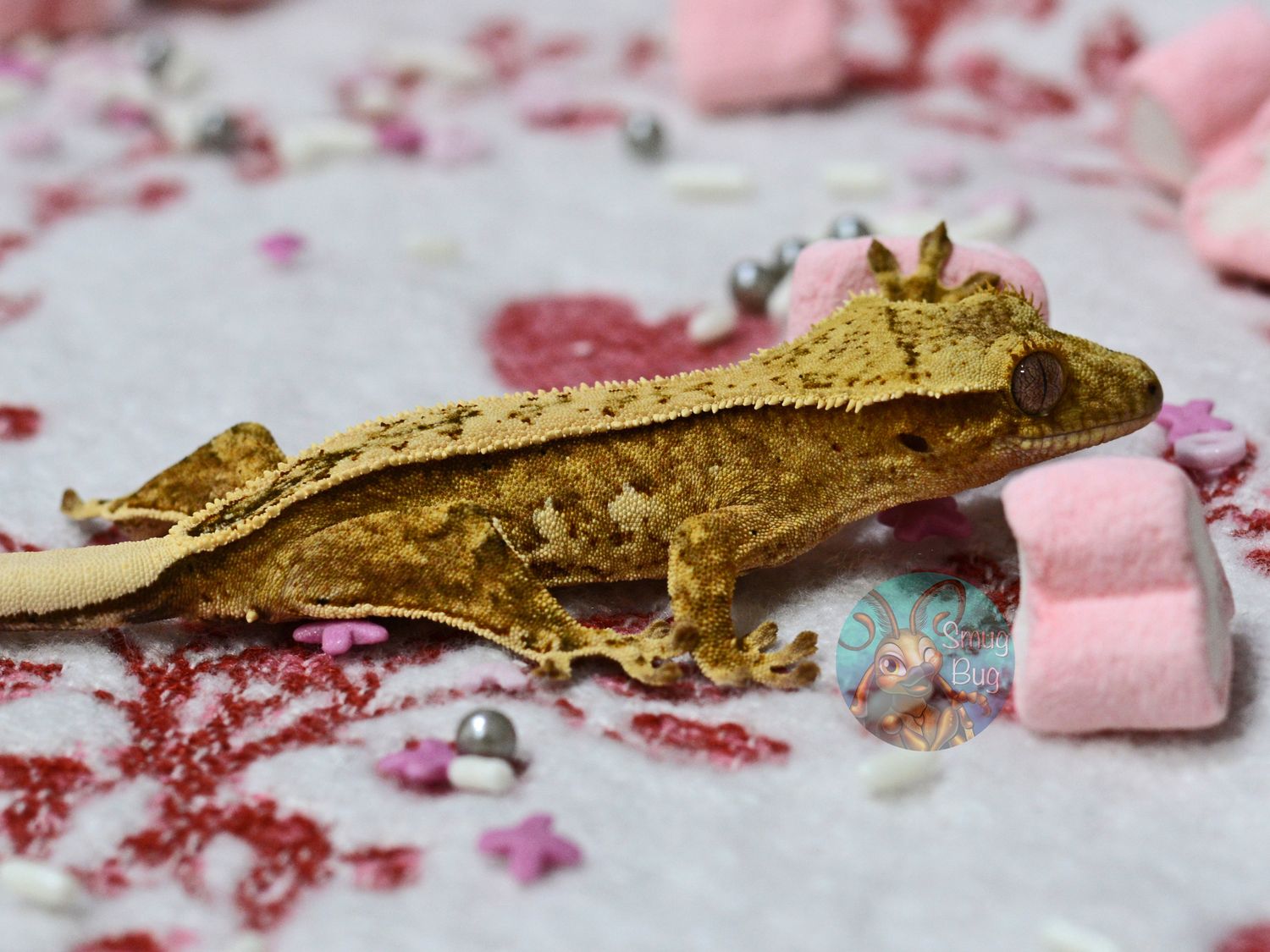 "Loggerhead Shrike" Yellow Harlequin Pinstripe Probable Female Crested Gecko