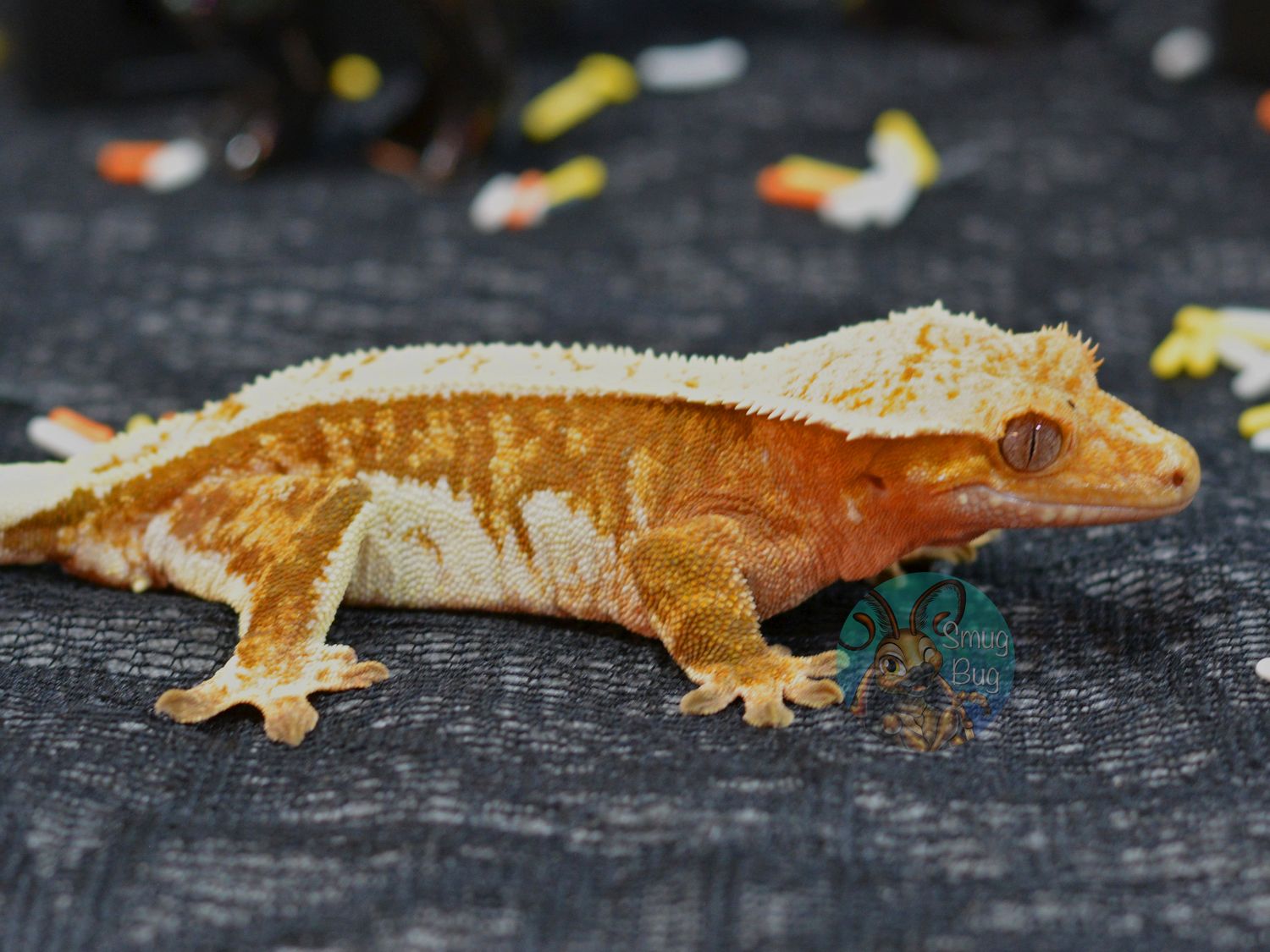 "Promises and Pomegrantes" Red Pinstripe Harlequin Adult Female Crested Gecko