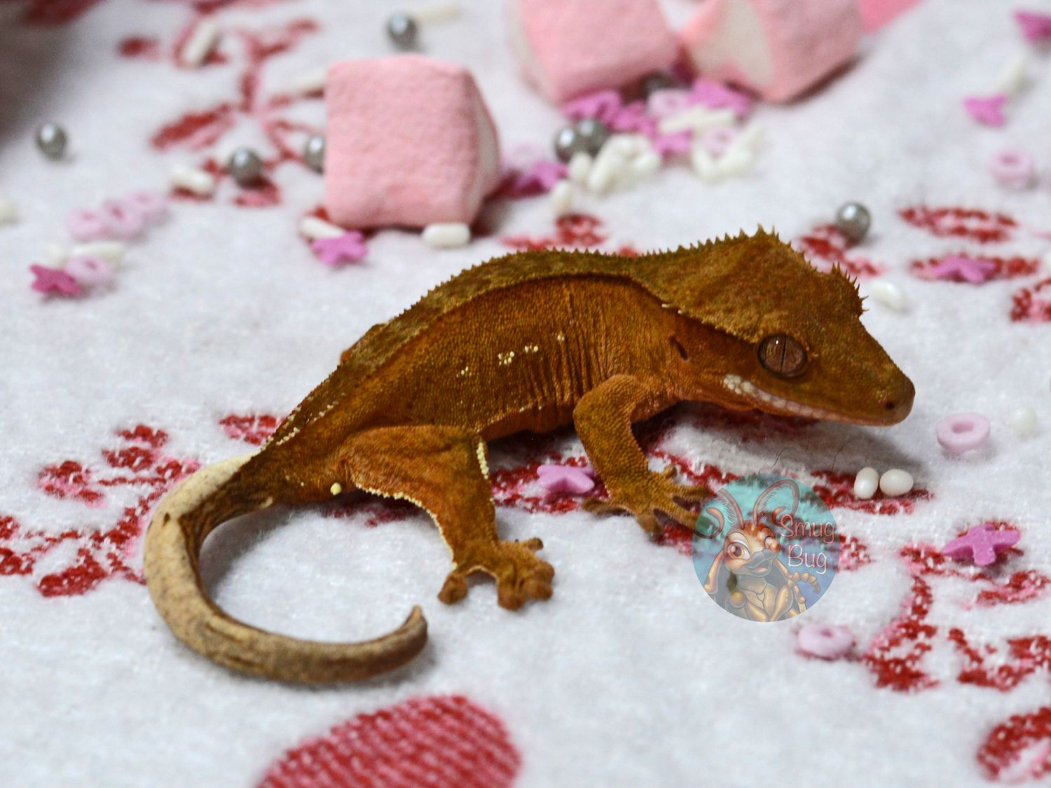 "Superb Lyrebird" Red Phantom with Portholes Probable Male Crested Gecko