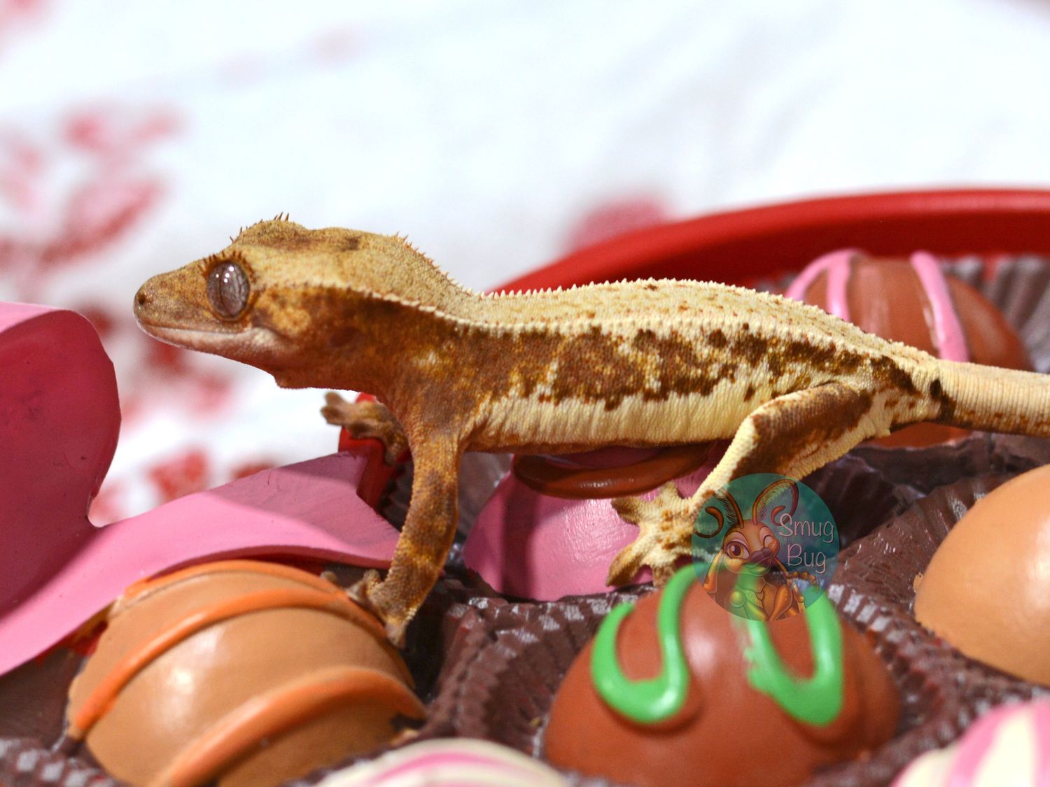 "Nighthawk" Red Lilly White Pinstripe Harlequin crested gecko possible female