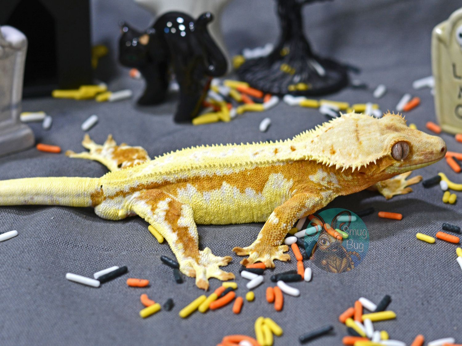 "Solar Wind" Orange Soft Scale Lilly White Harlequin Pinstripe Adult Male Crested Gecko