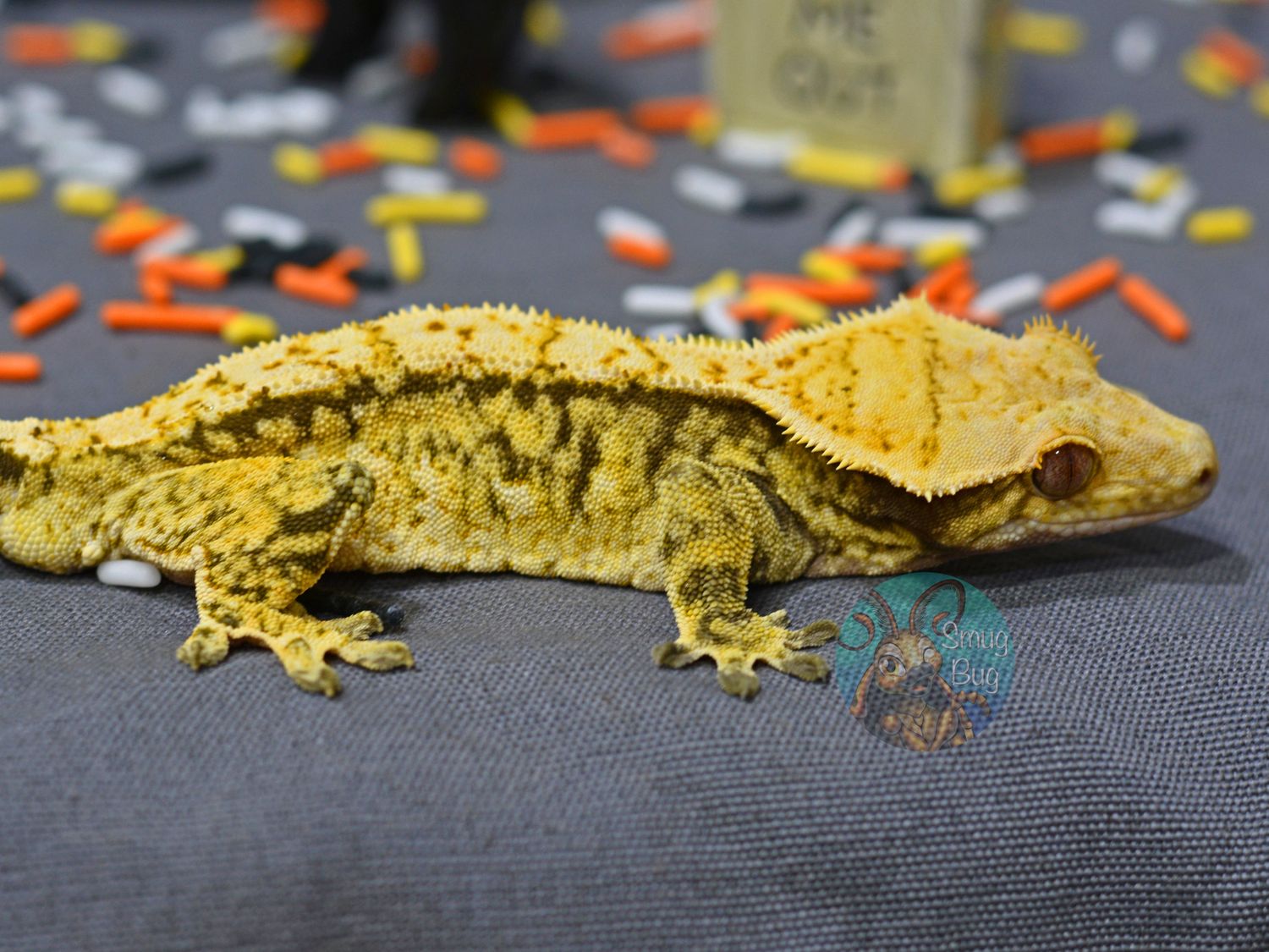 "Promises and Pomegrantes" Red Pinstripe Harlequin Adult Female Crested Gecko