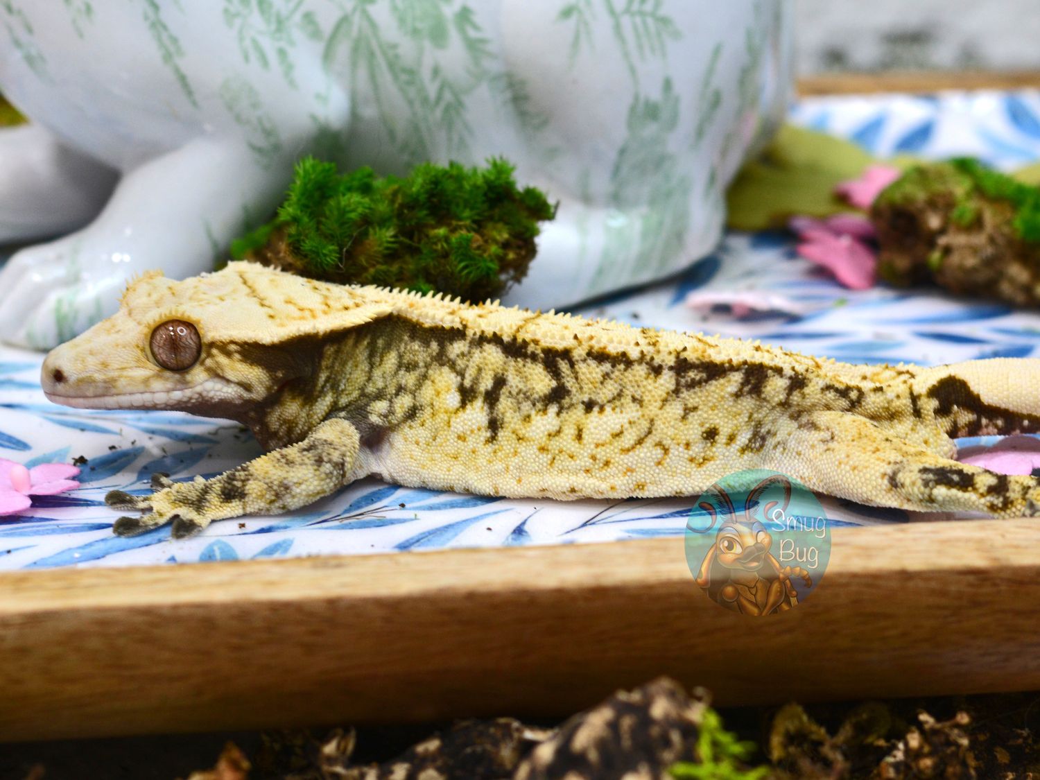 "Quantum Quizzicist" Whitewall Extreme Harlequin Adult Male Crested Gecko