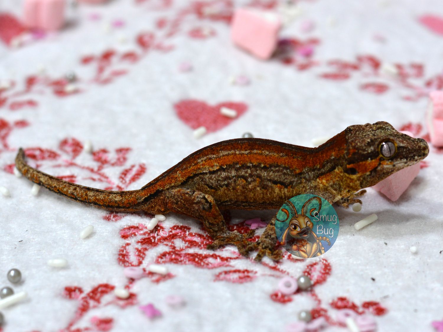 "Emu" Red stripe Juvenile female Gargoyle Gecko