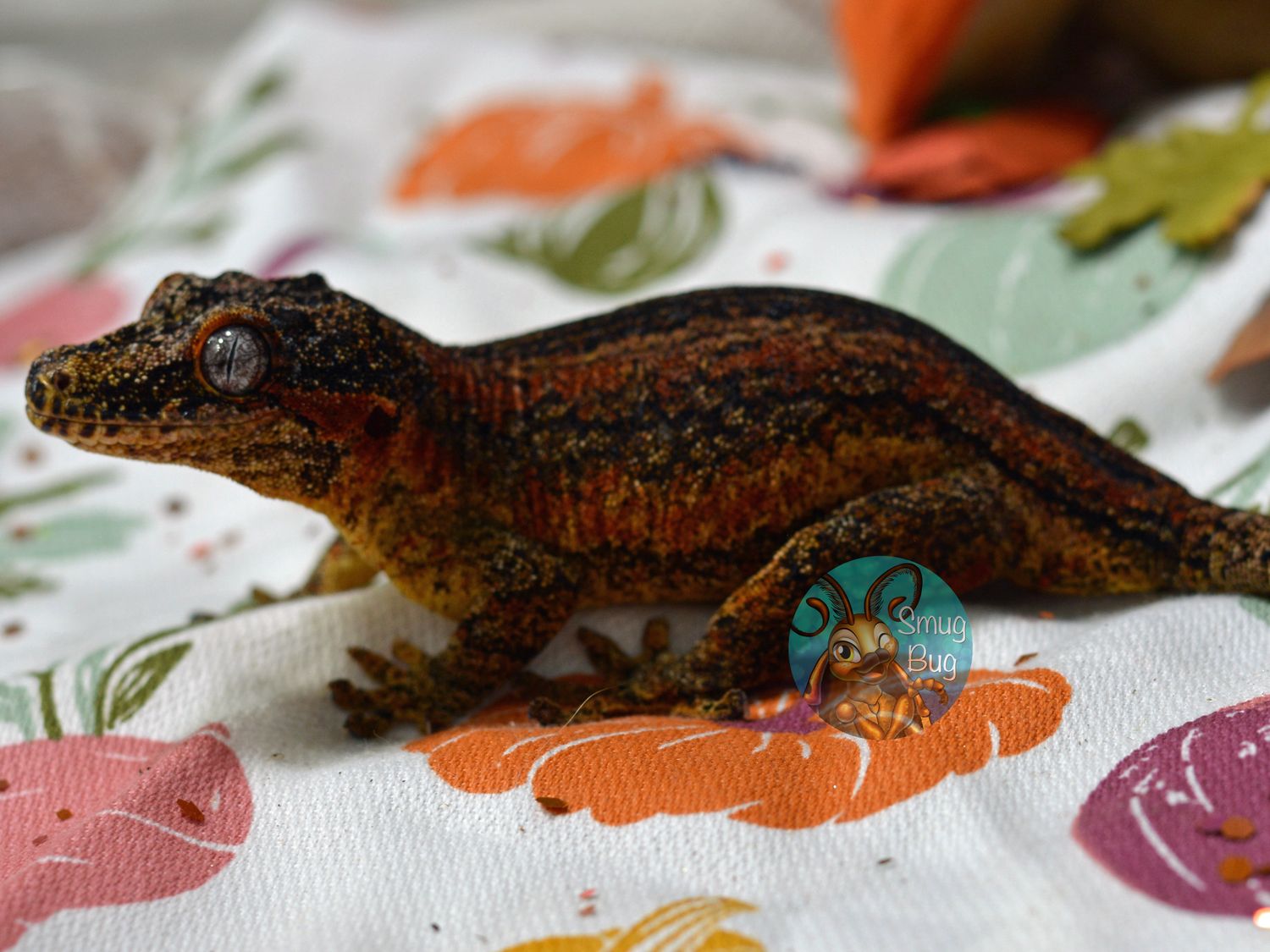 "Prism" Adult Female Red Stripe Gargoyle Gecko