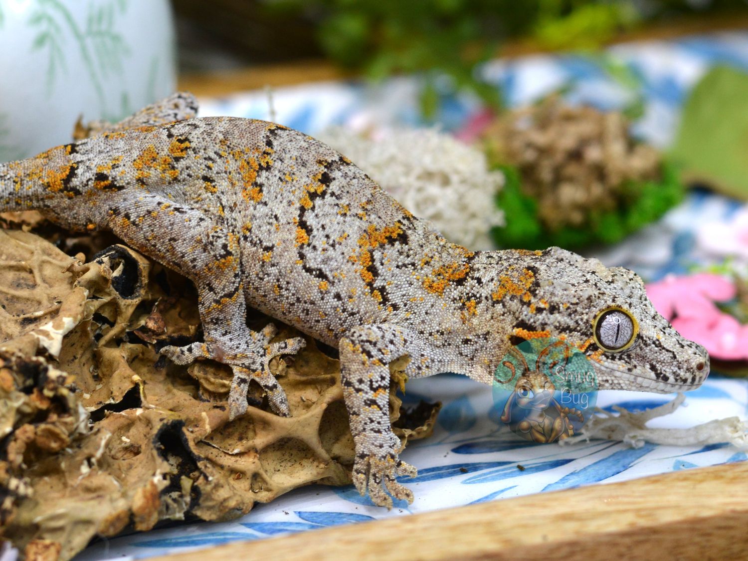 "Brown Goshawk" Juvenile male Orange blotch reticulated gargoyle Gecko