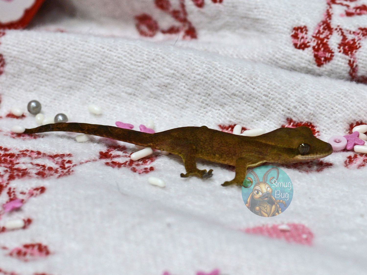 "Akiapolaau" 83.5/12.5% Sarasinorum/Crested HYBRID patternless possible female gecko