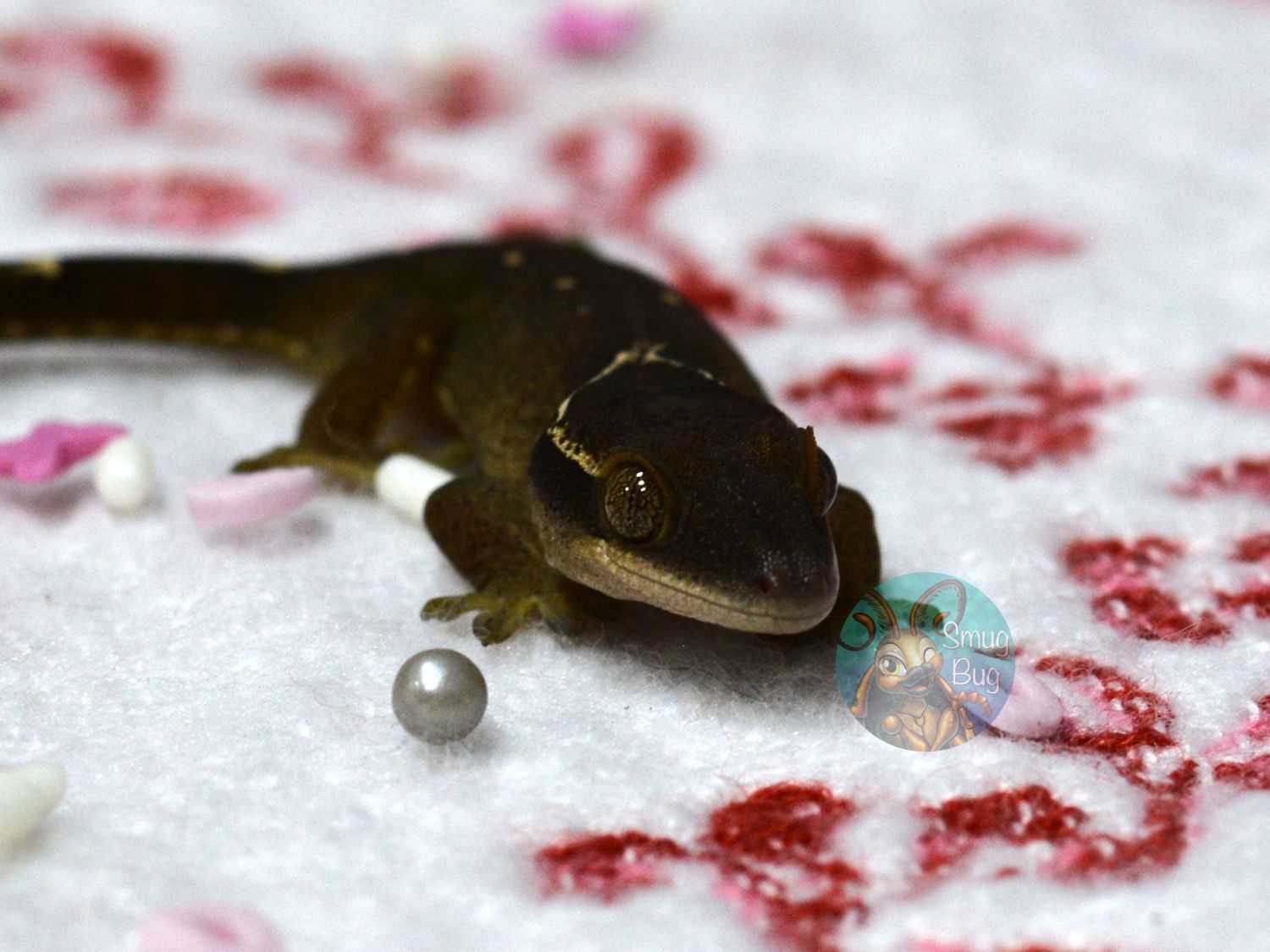 "Cackling Goose" Pure Sarasinorum Dark Line 7 Spot White Collar Possible Female Gecko