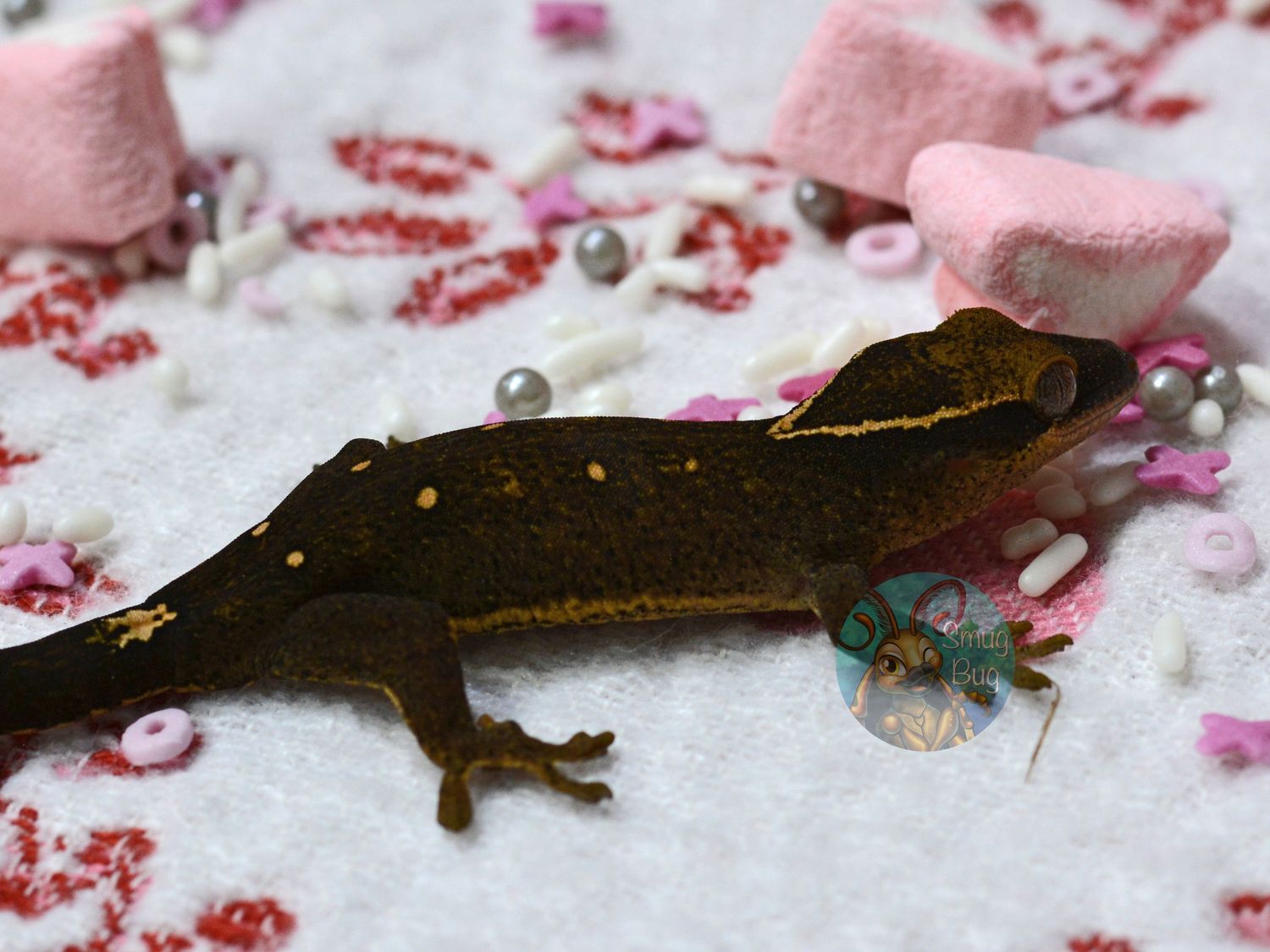 "Black Tern" Pure Sarasinorum Dark Line 10 Spot White Collar Probable Female Gecko