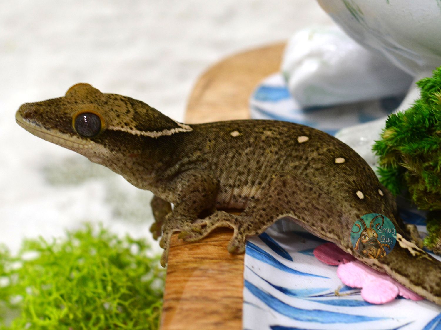 "Black Tern" Pure Sarasinorum Dark Line 10 Spot White Collar Probable Female Gecko