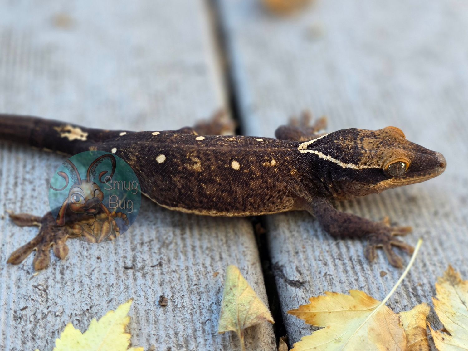 "Black Tern" Pure Sarasinorum Dark Line 10 Spot White Collar Juvenile Female Gecko