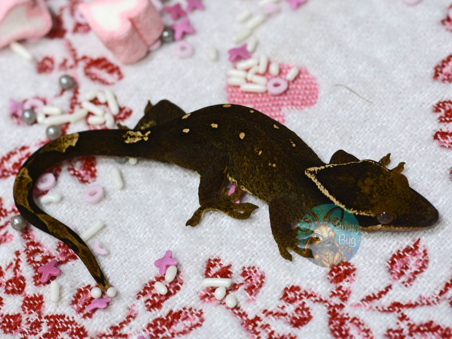 "Common Grackle" Pure Sarasinorum Dark Line 10 Spot White Collar Probable Female Gecko