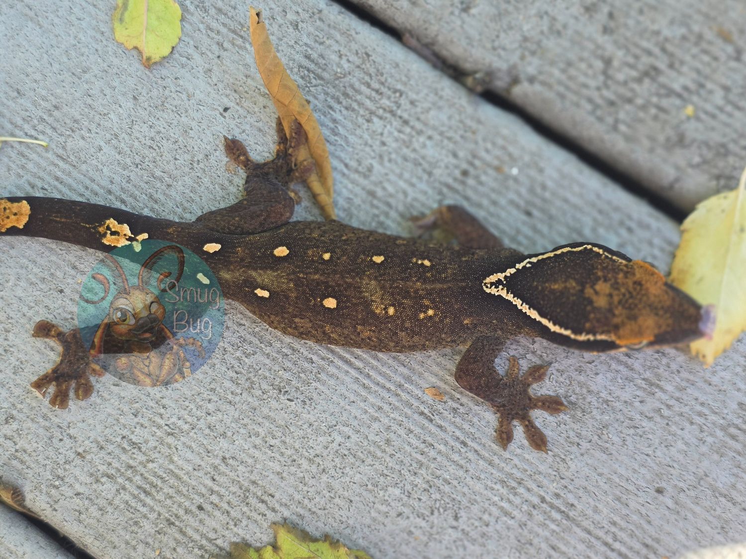 "Common Grackle" Pure Sarasinorum Dark Line 10 Spot White Collar Juvenile Female Gecko