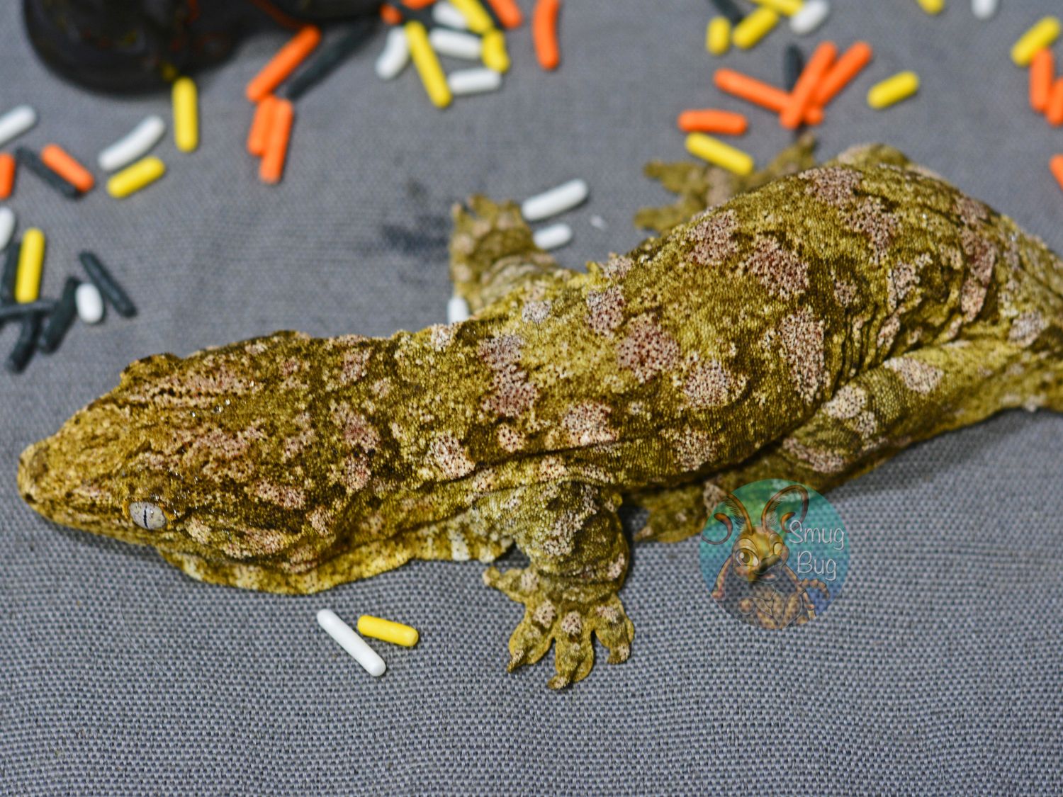 "Sir Jasper" Pure Nuu Ana Subadult Female Pink Barred Leachanius Gecko