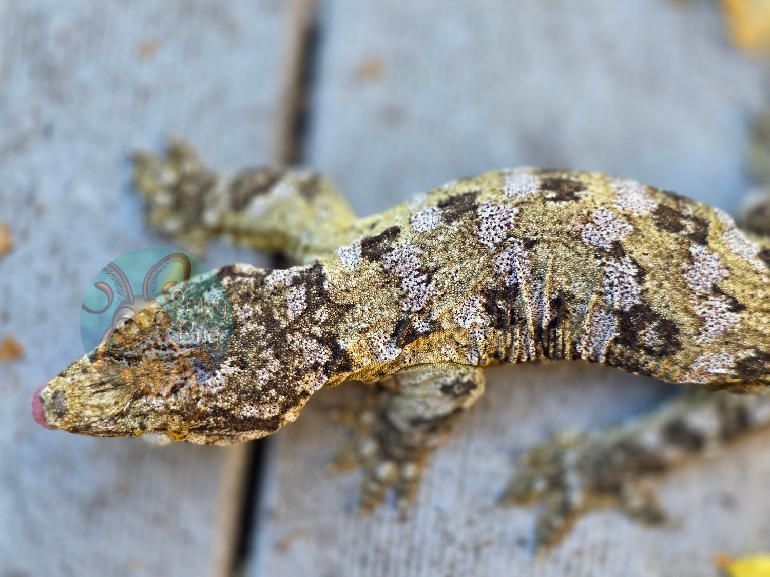 "Sir Jasper" Pure Nuu Ana Subadult Female Pink Barred Leachanius Gecko