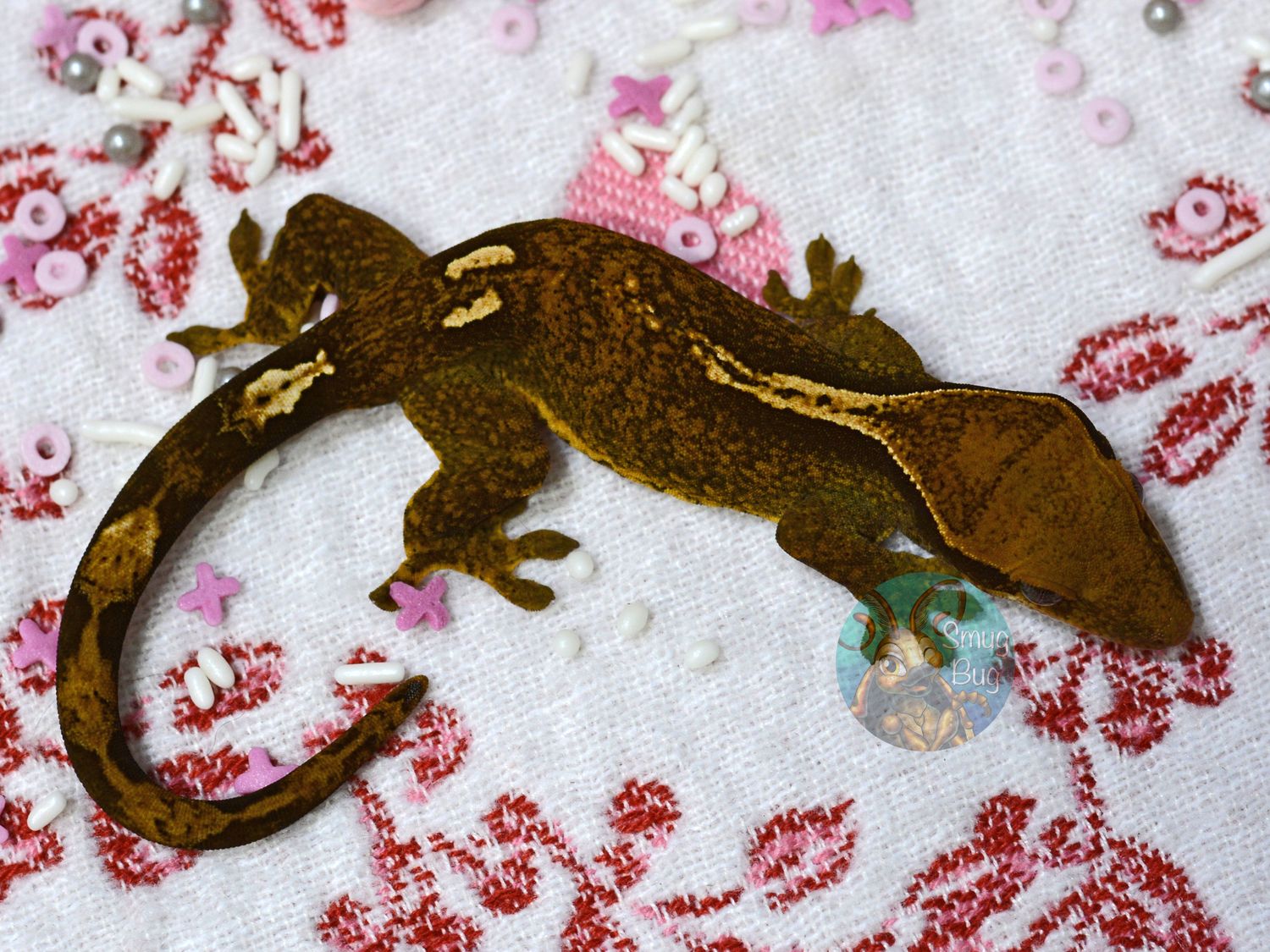 "European Robin" 83.5/12.5% Sarasinorum/Crested HYBRID White Collar Spotted Confirmed female gecko