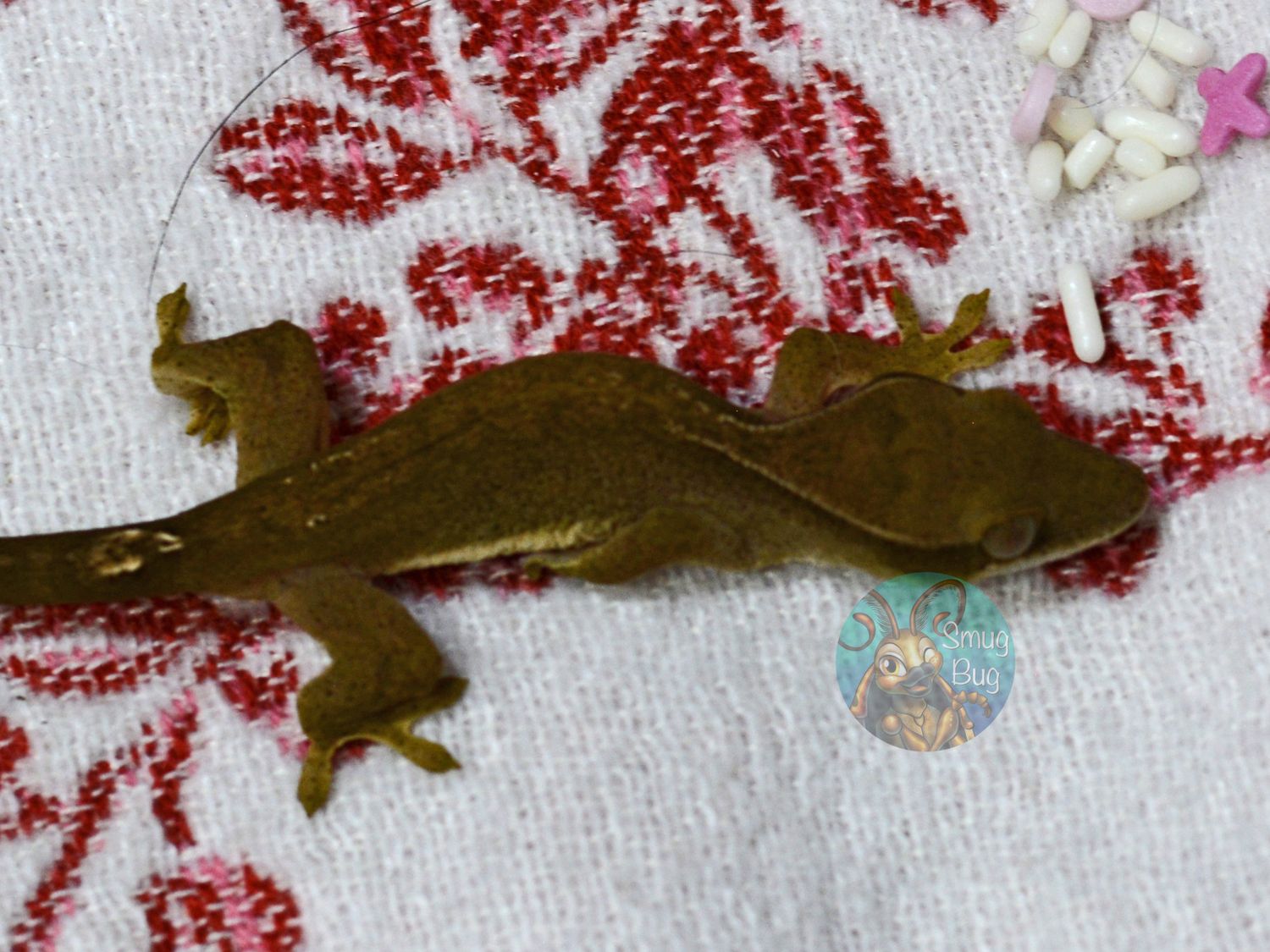 "Feral Pigeon" 83.5/12.5% Sarasinorum/Crested HYBRID faint collar possible female gecko