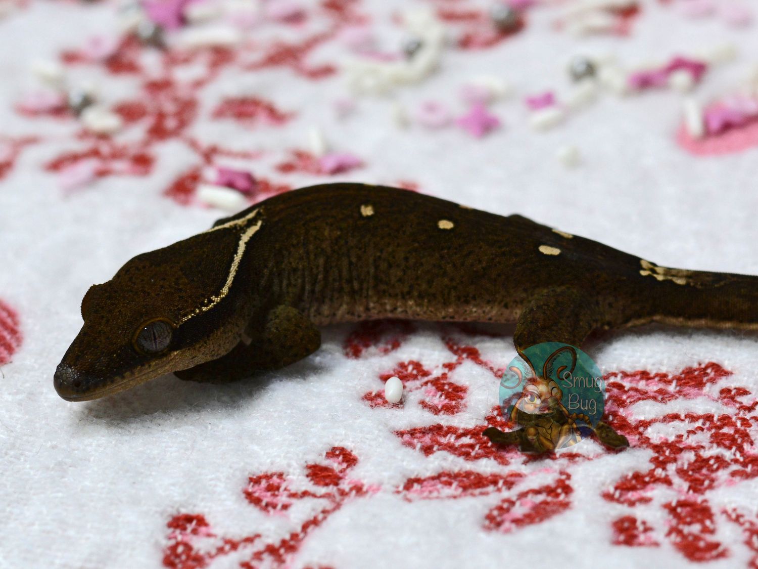 "Sandy Galatito" DARK White Collar 6 Spot Probable Female Pure Sarasinorum Gecko