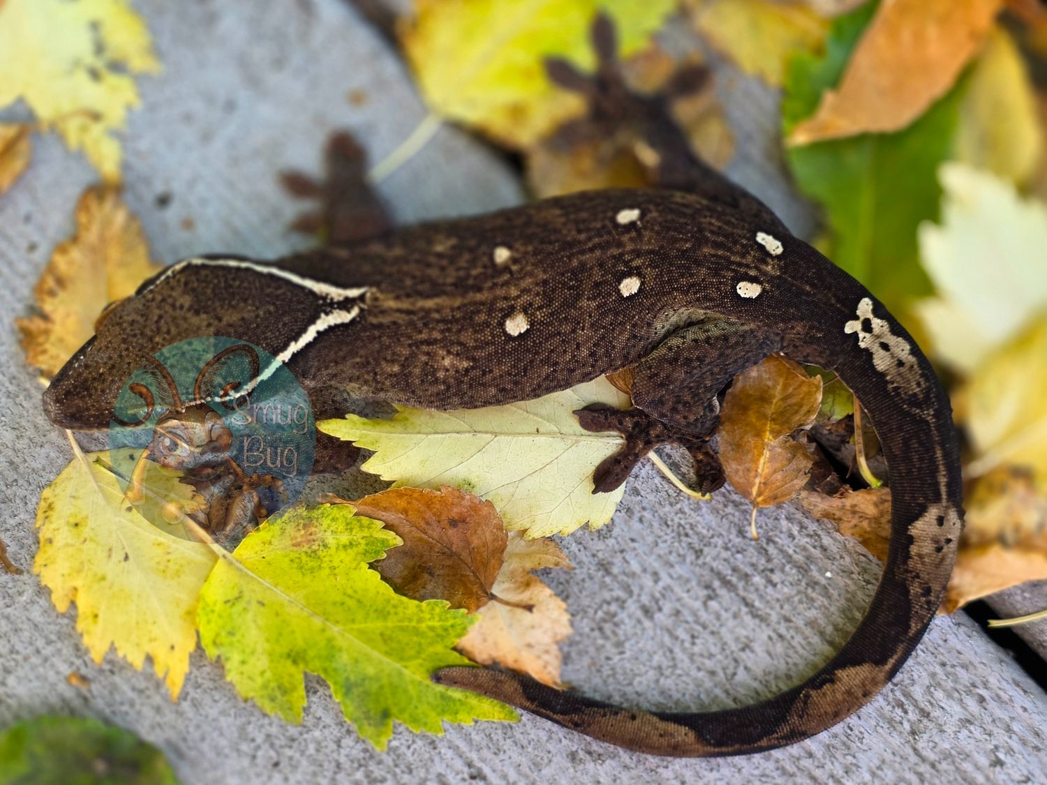 "Sandy Gallito" Subadult Female Pure Sarasinorum Gecko